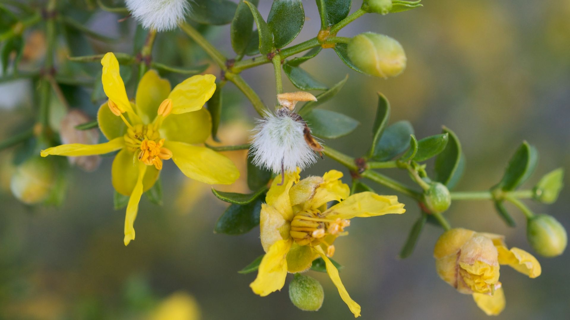 File:Larrea tridentata Furnace Creek.jpg