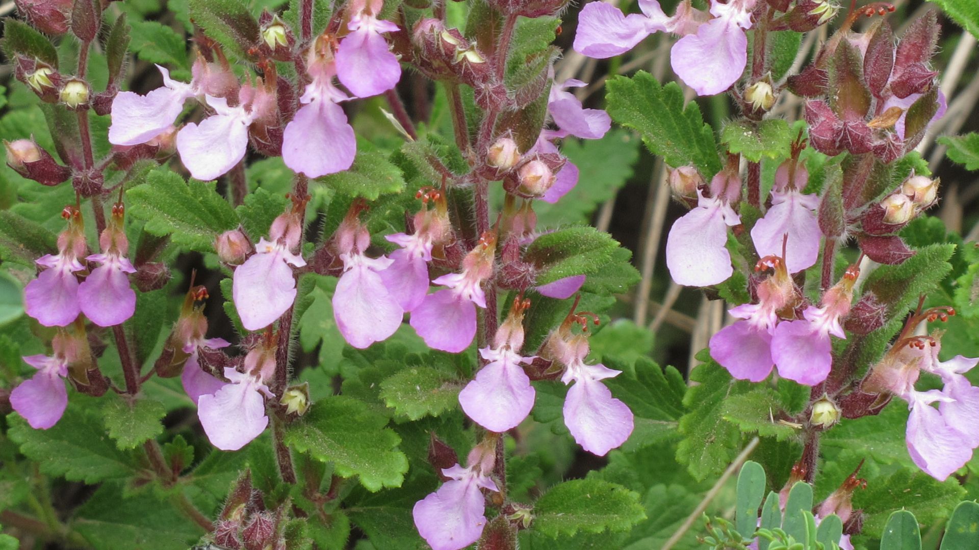 File:Teucrium chamaedrys RF.jpg