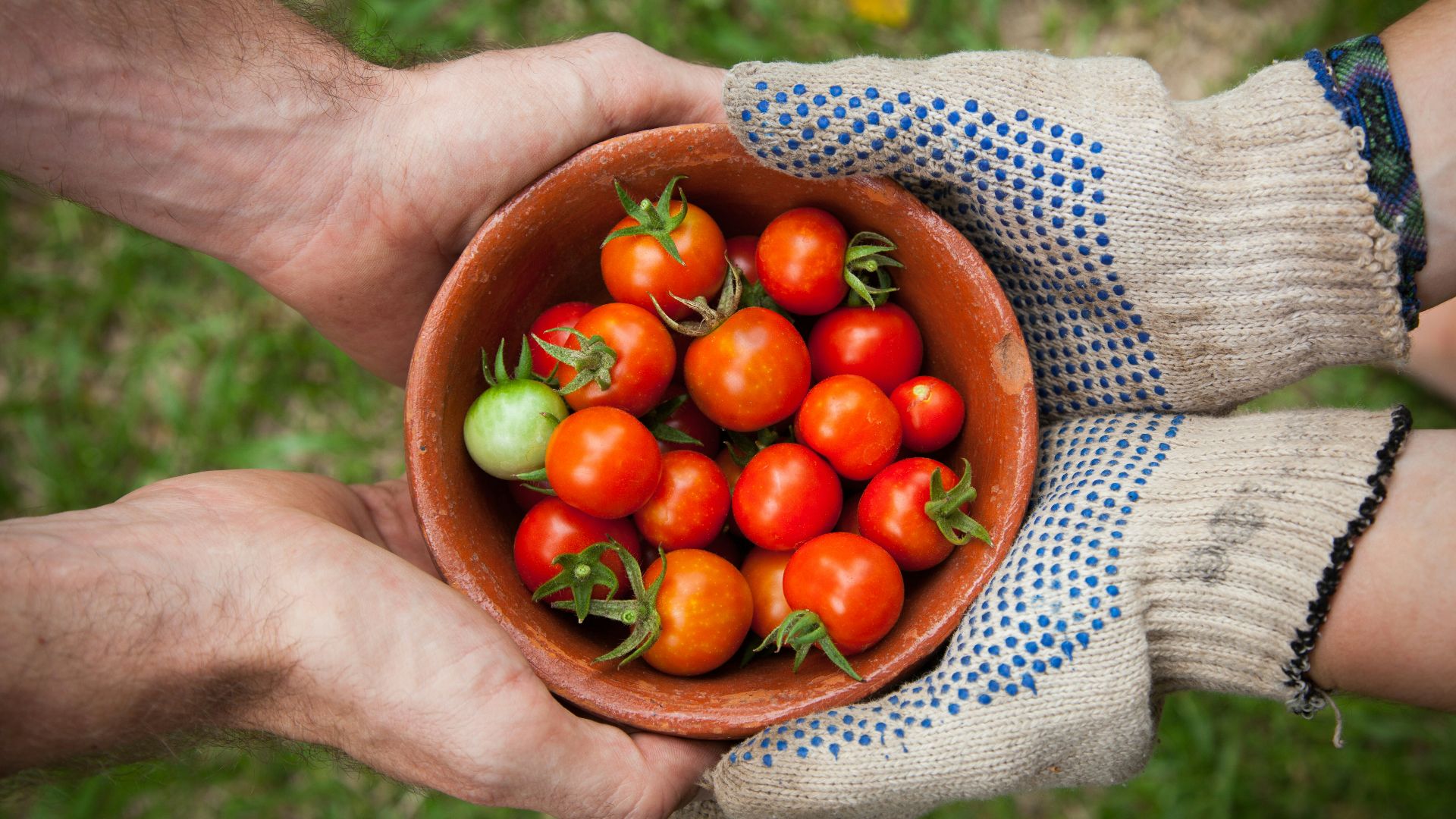 bowl of tomatoes served on person hand