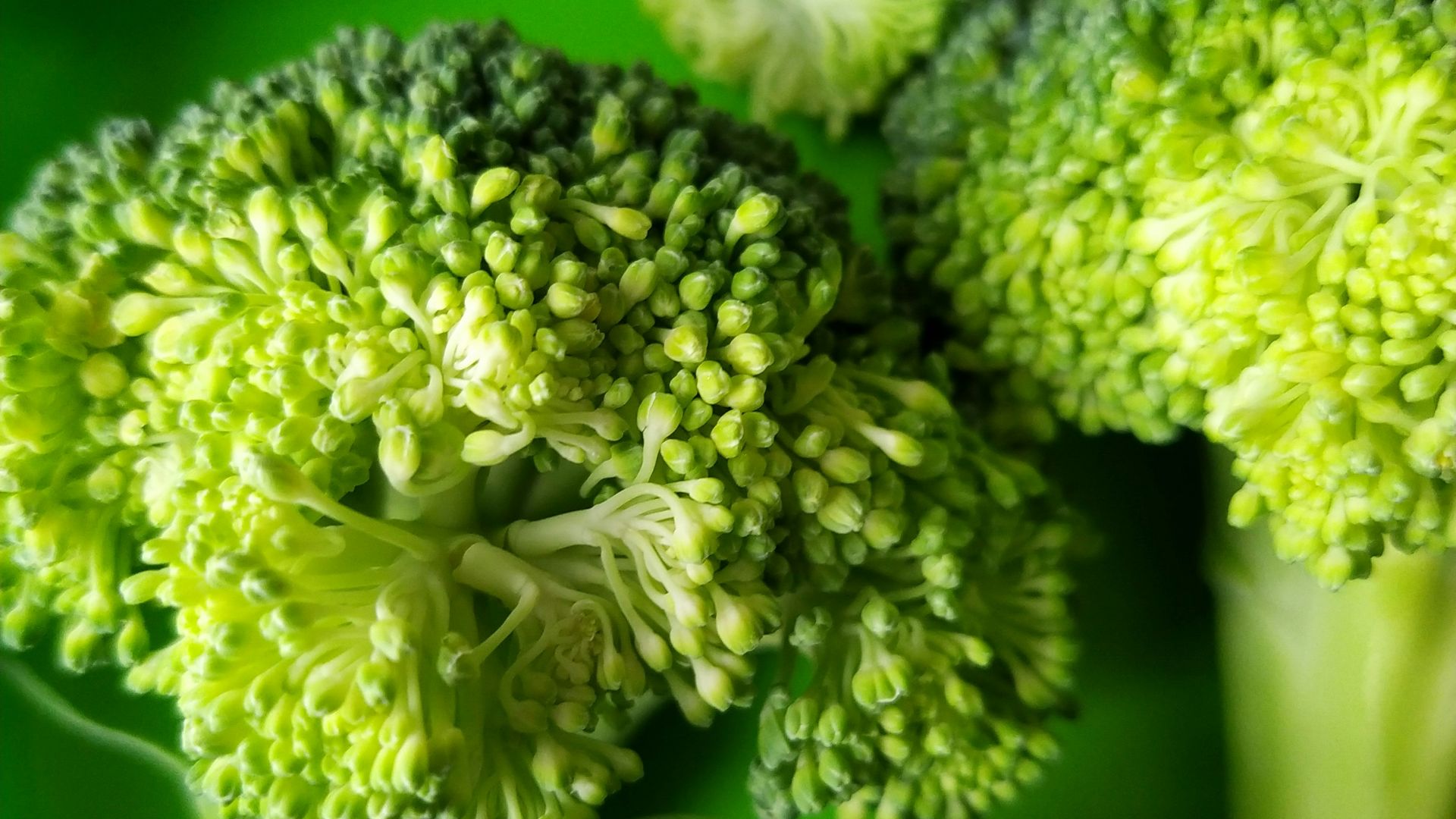 green and white flower bouquet