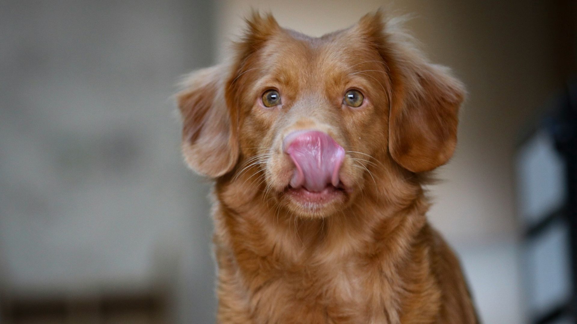 adult long-coated brown dog