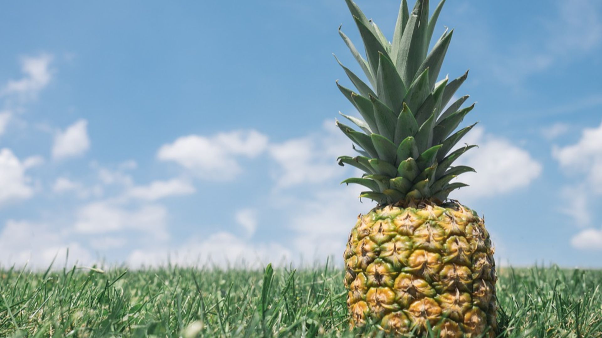 pineapplesupplyco