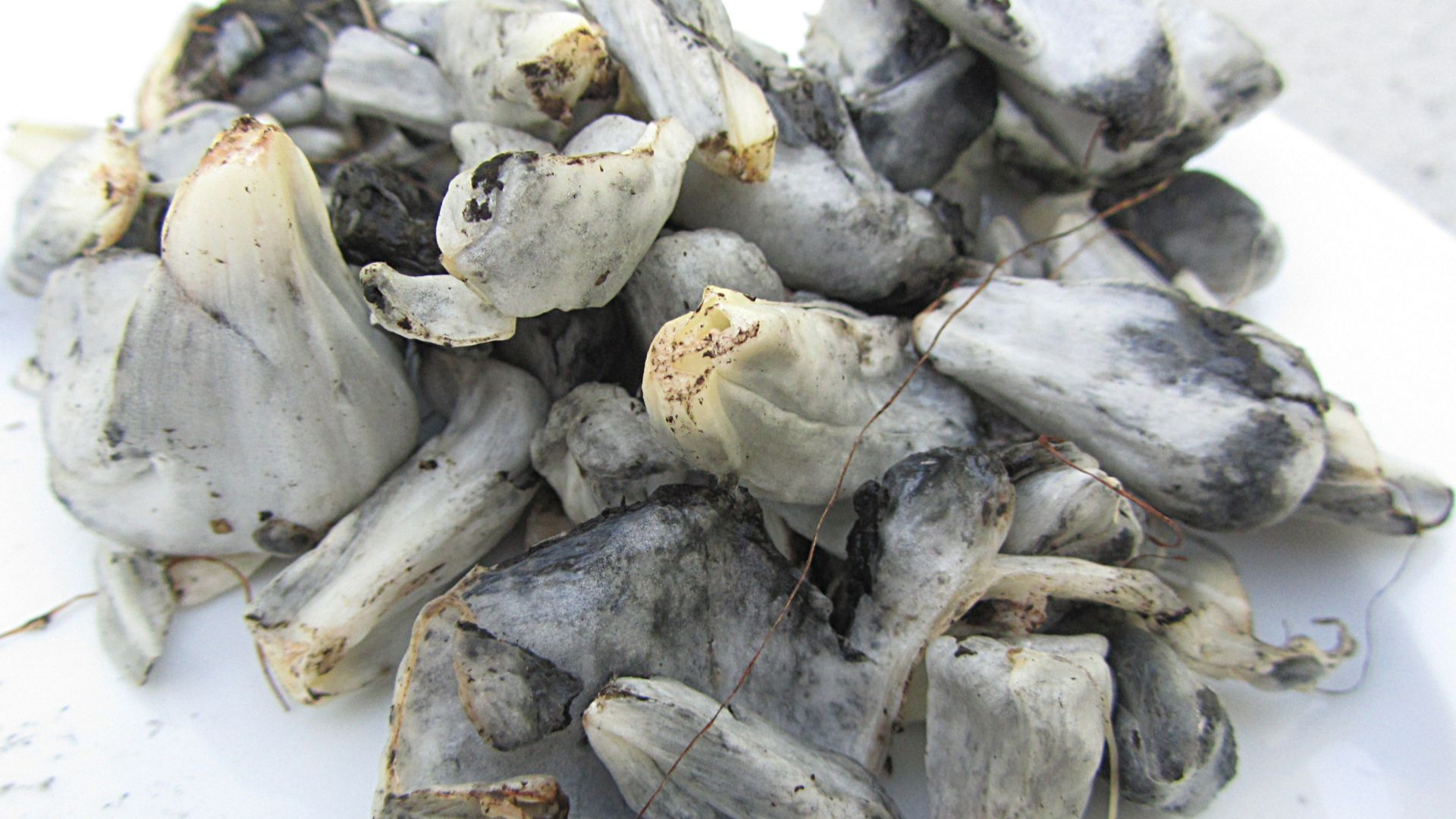 File:Ustilago maydis Mexico 150331wa.JPG