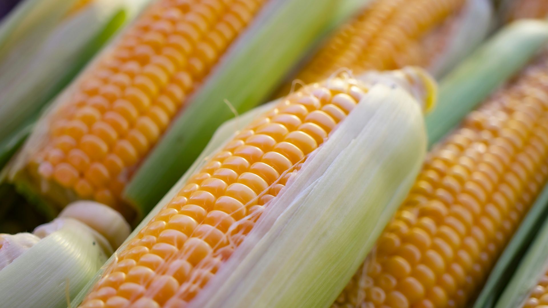 a close up of corn on the cob