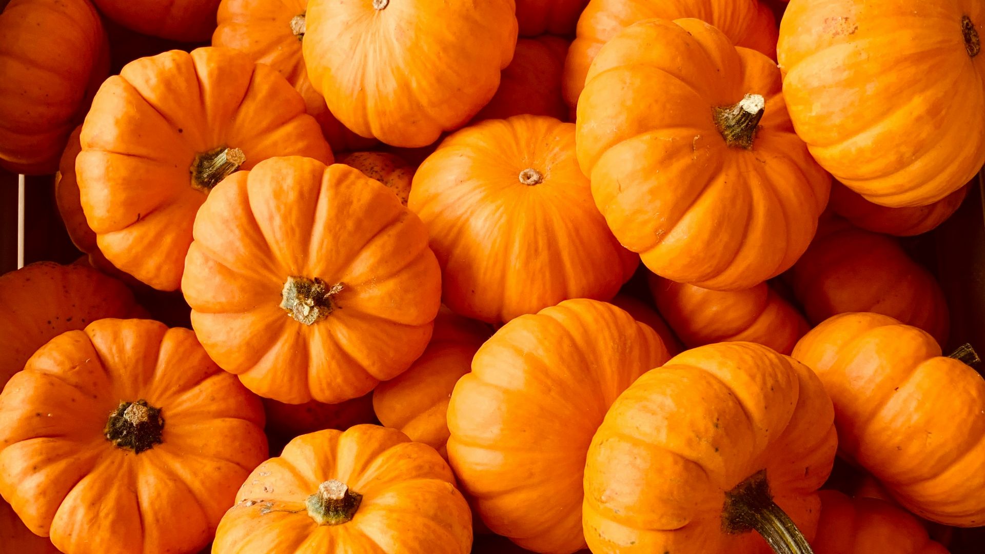 ile of orange pumpkins