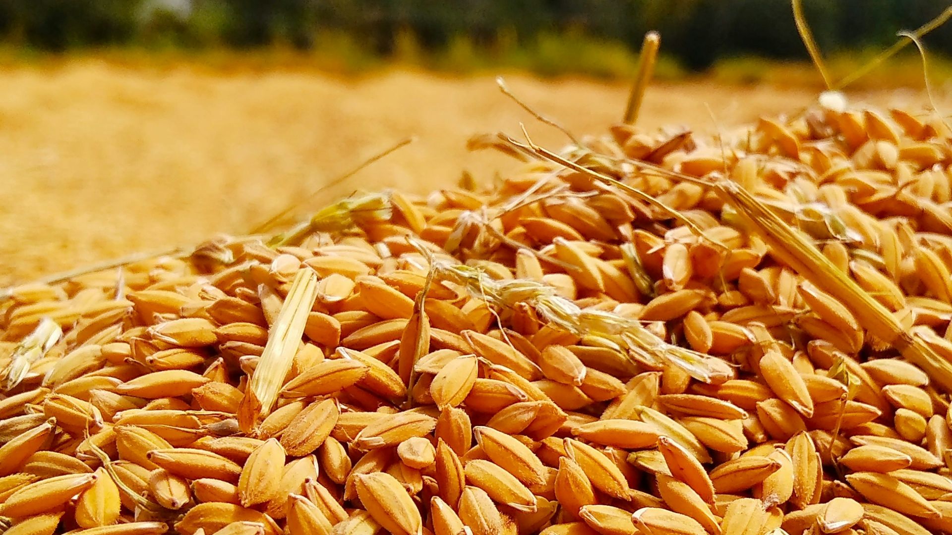brown grains on selective focus photography
