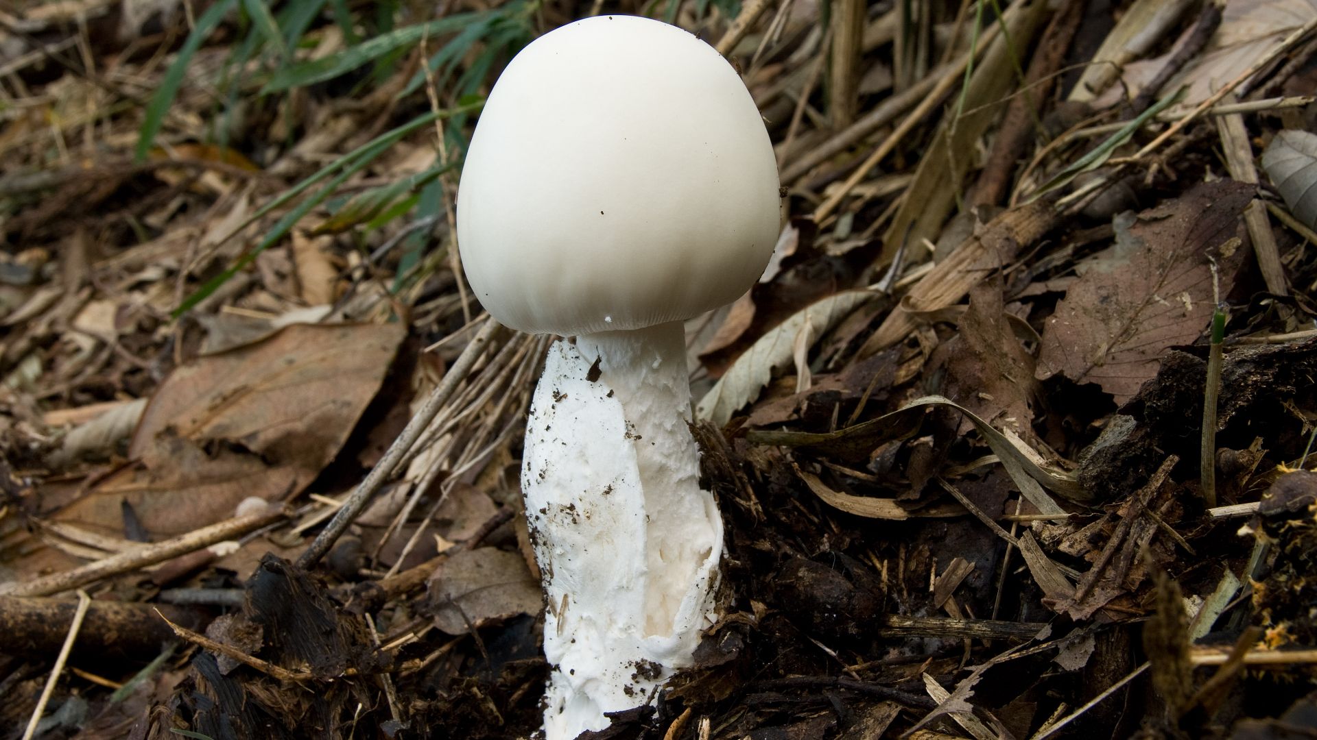File:Amanita virosa 01.jpg