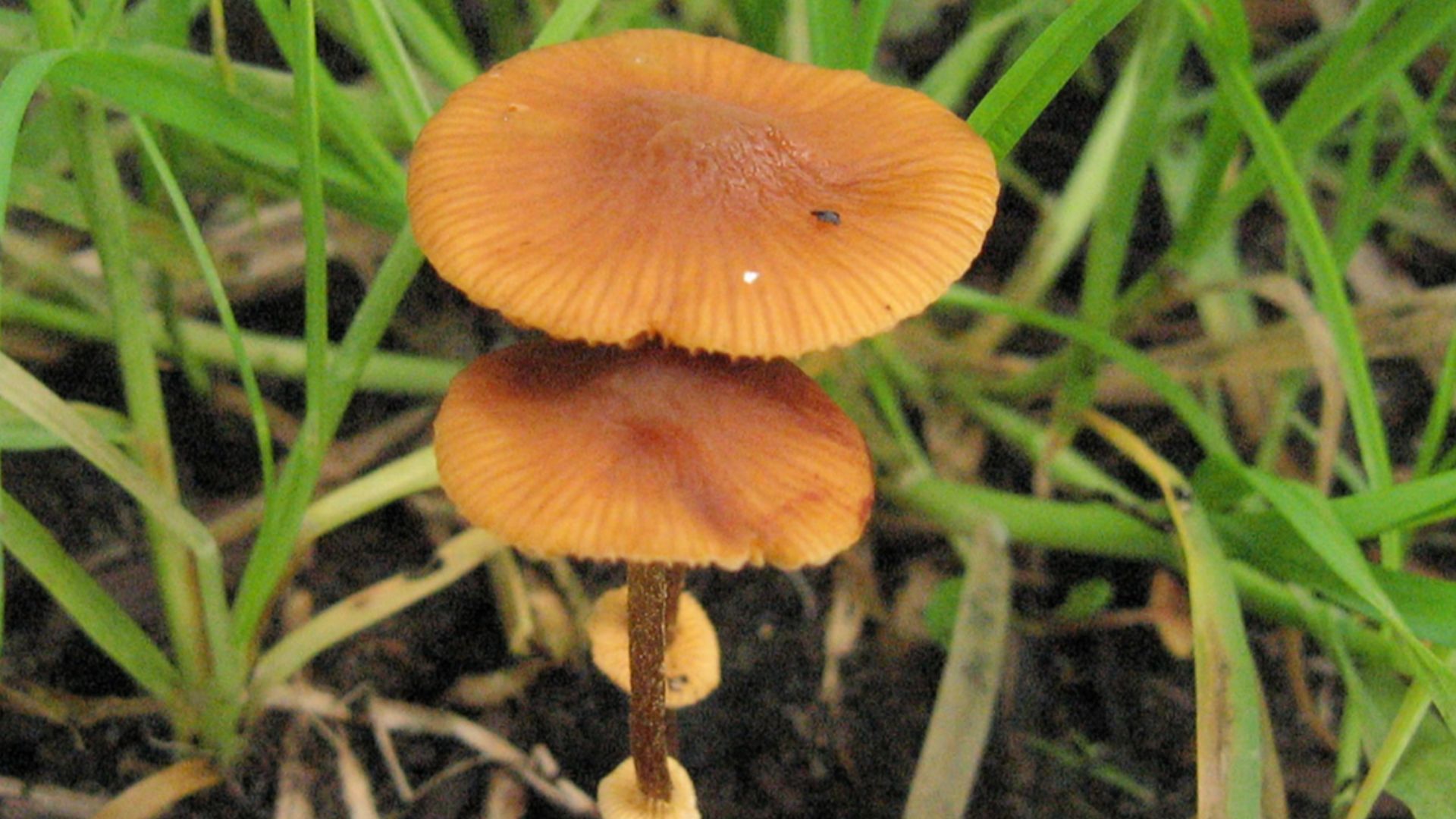 File:Conocybe filaris.jpg