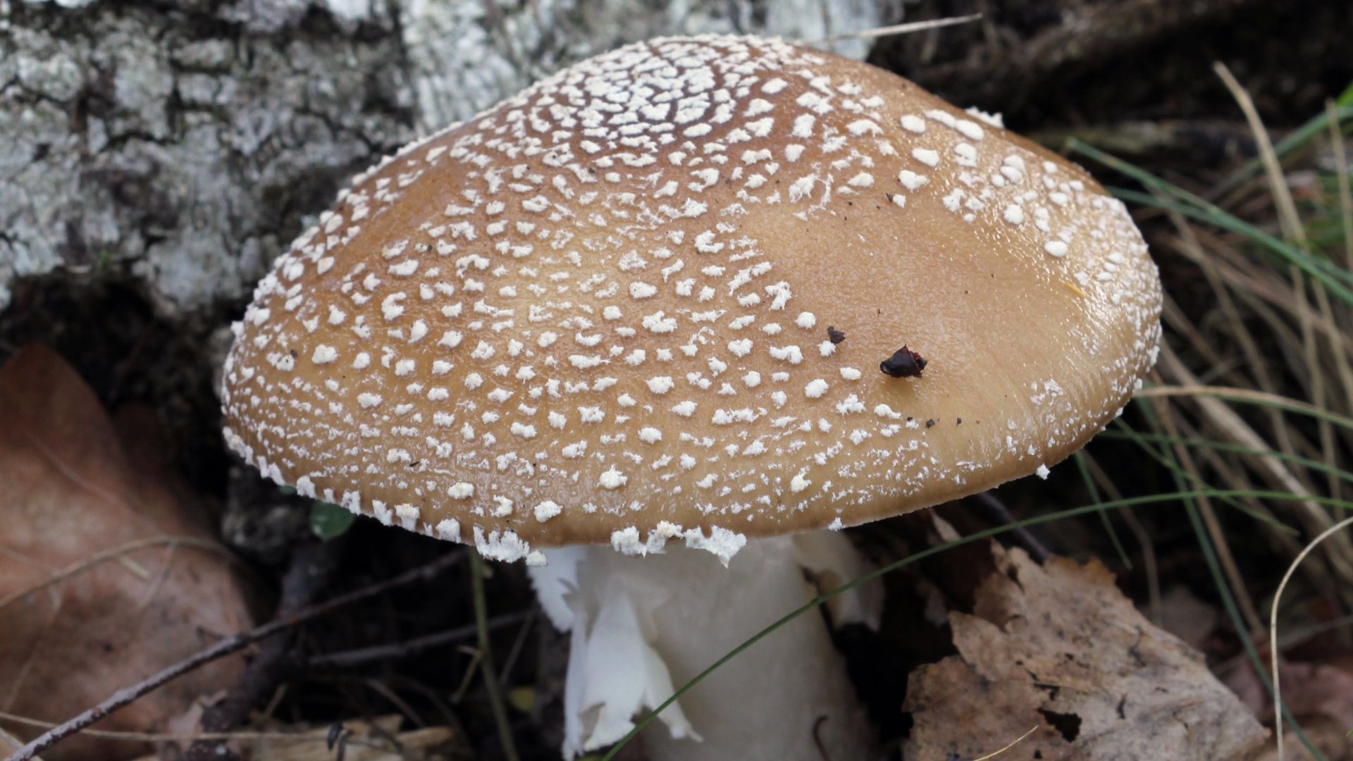 File:Amanita pantherina 2013 G1.jpg