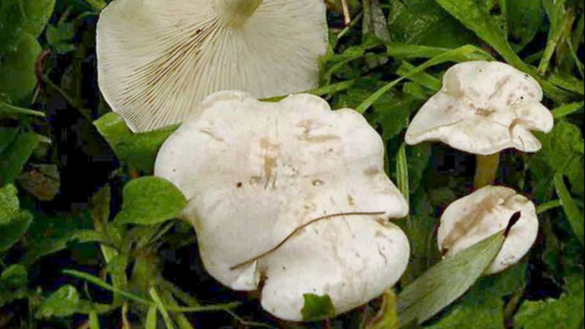 File:Clitocybe dealbata 1.jpg
