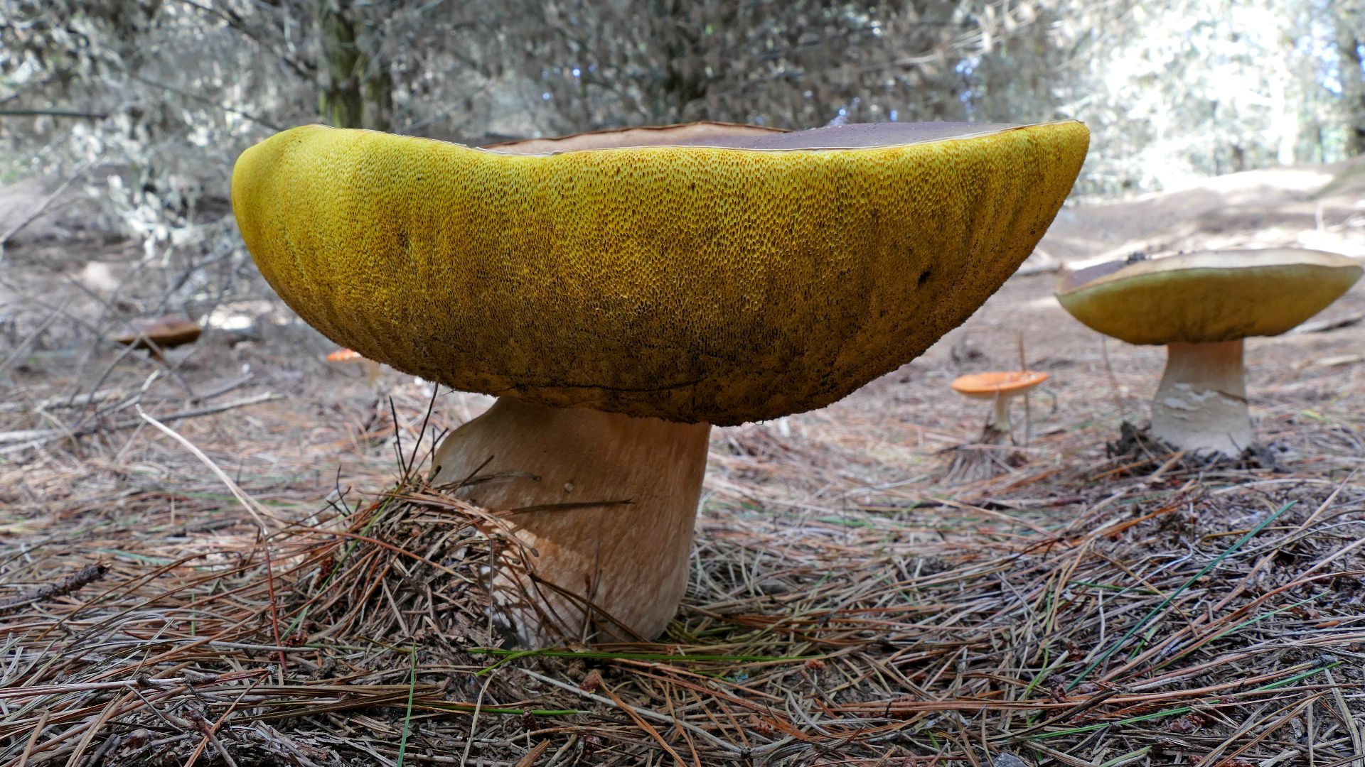 File:Boletus edulis (penny bun, cep, porcino or porcini) (40828913842).jpg