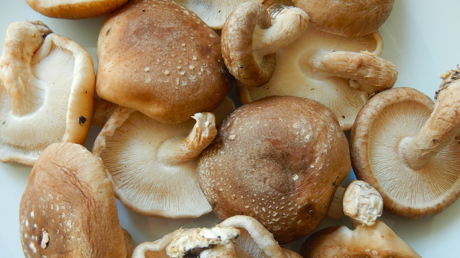 File:Funghi Shiitake.jpg