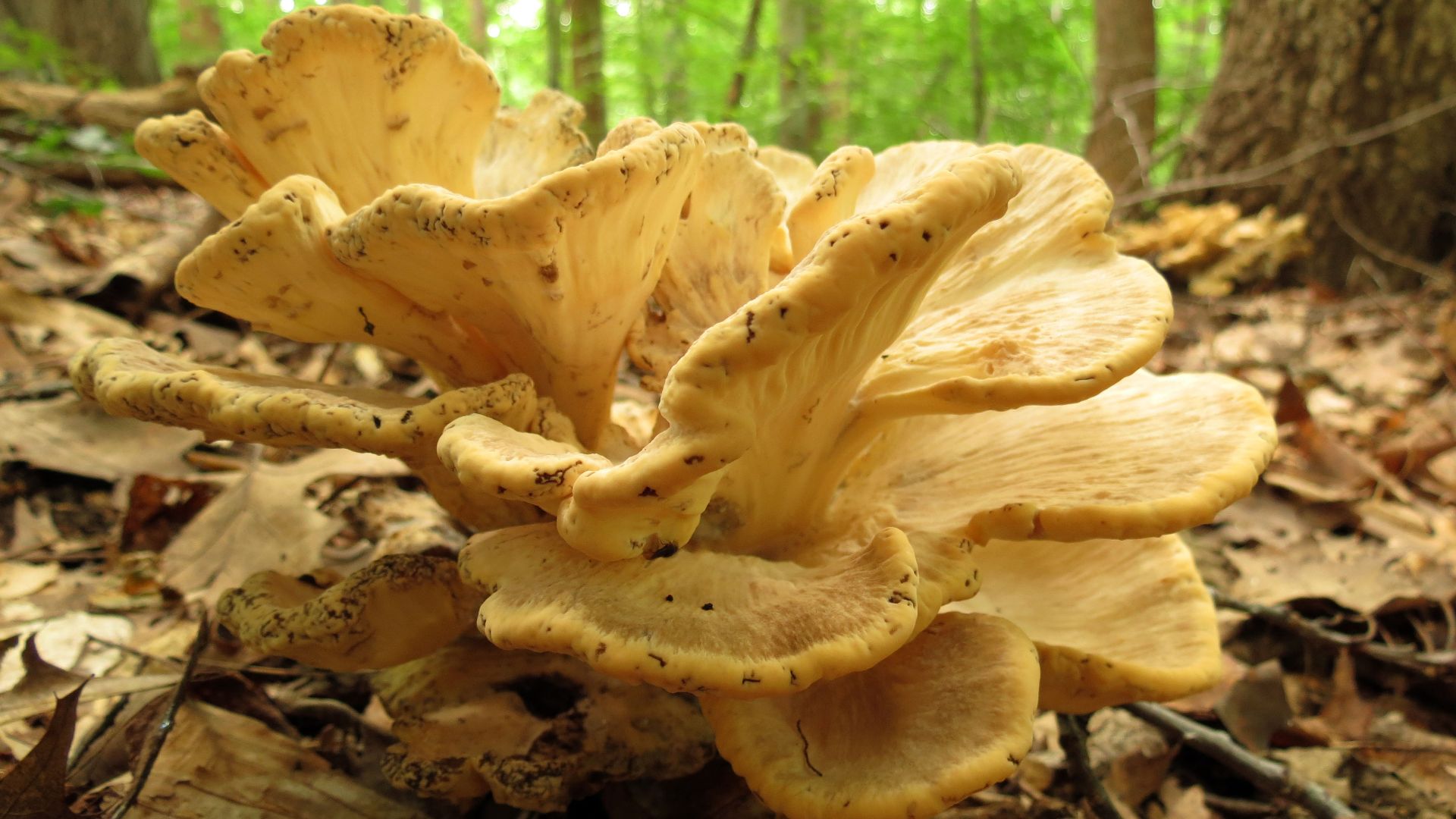 File:Hen of the Woods (22603413193).jpg