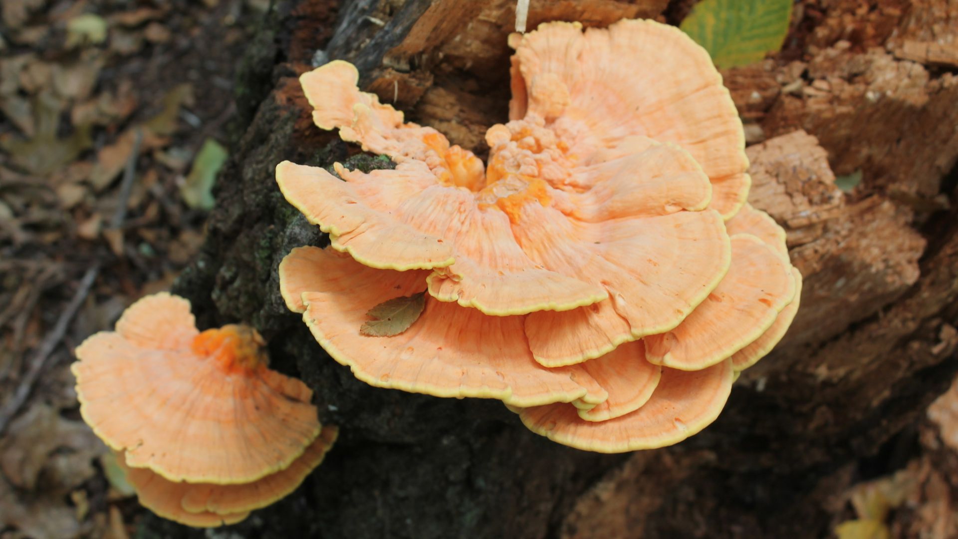 File:Laetiporus sulphureus 162513417.jpg