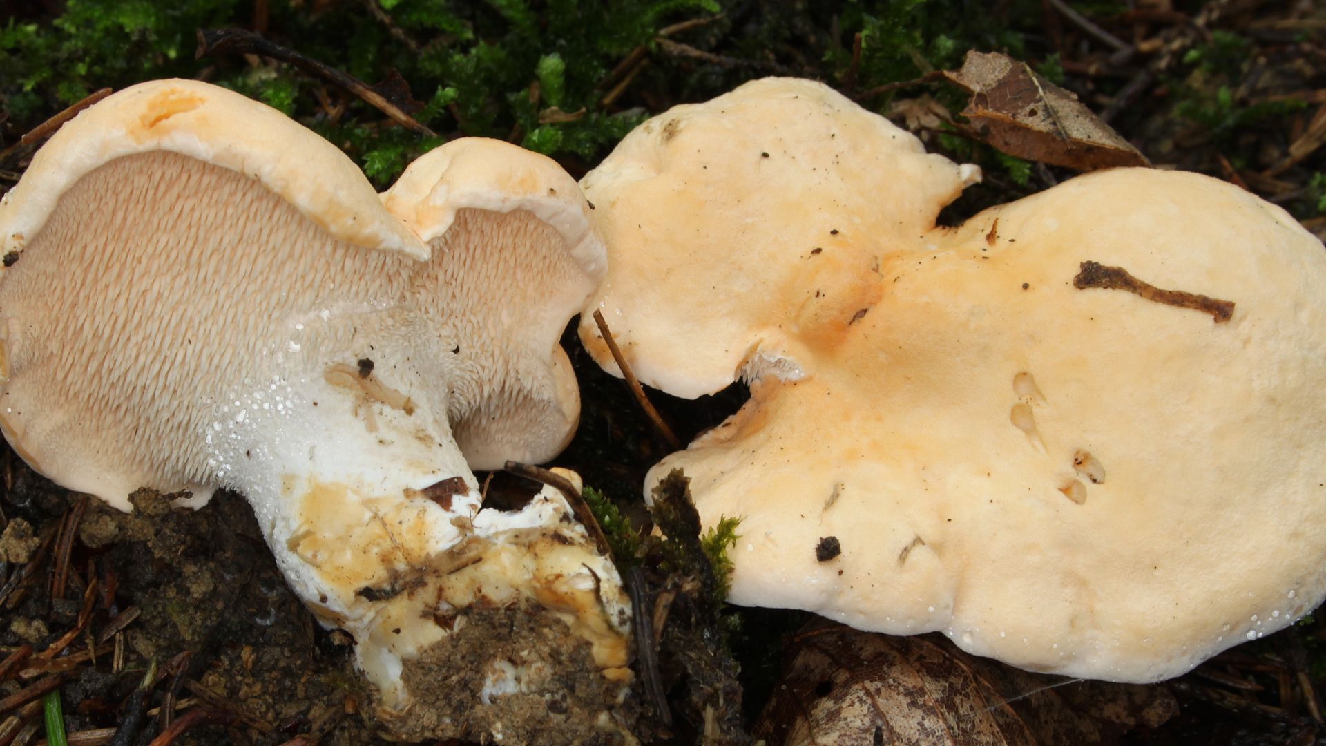 File:Hydnum repandum semmelstoppelpilz.jpg