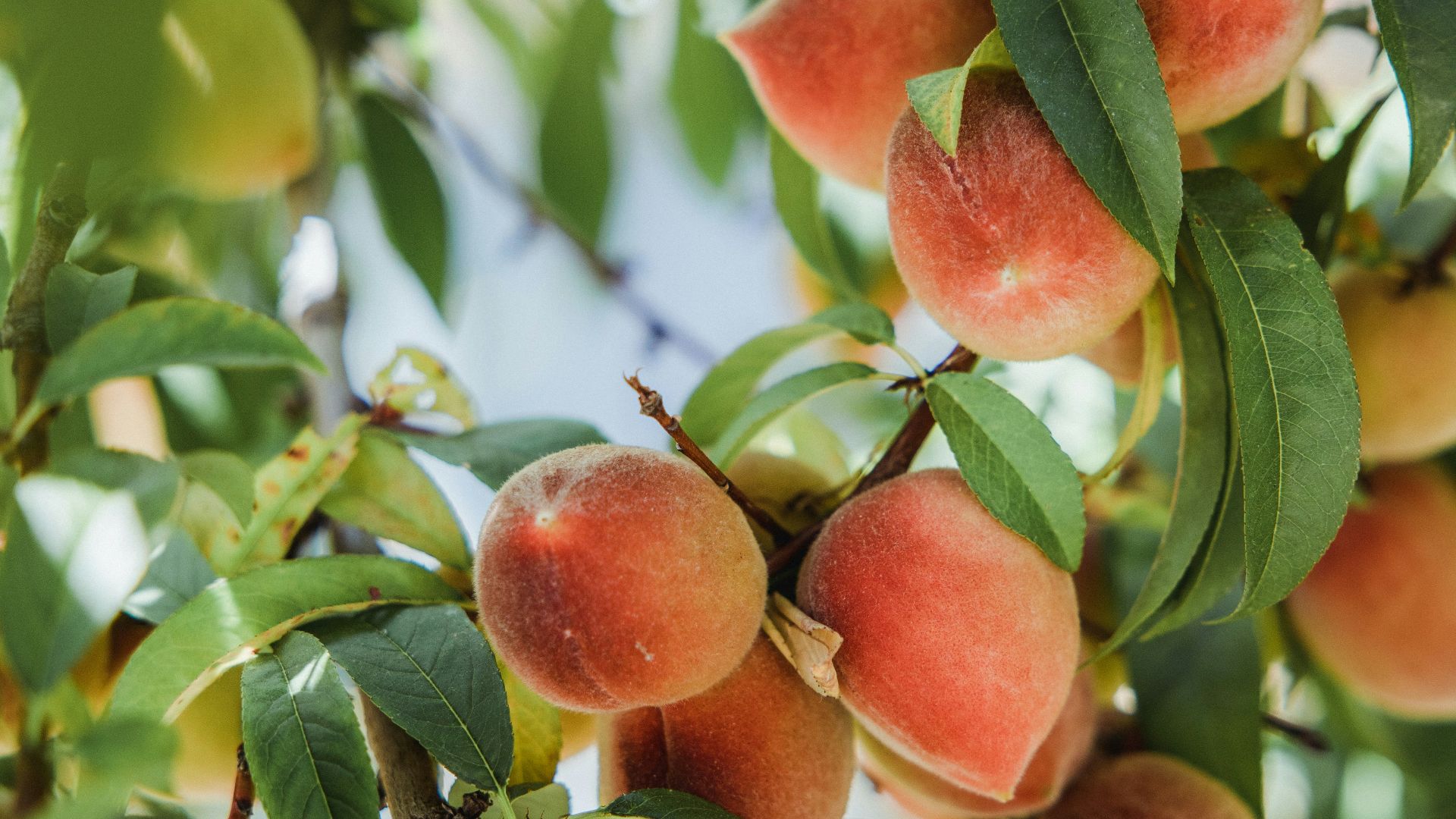 red and green fruit on tree during daytime