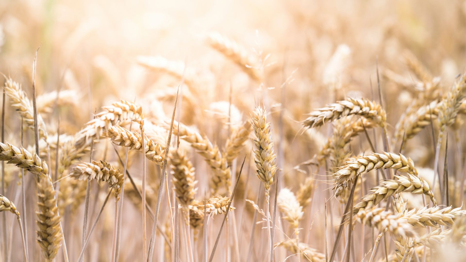 selective focus photo of wreath