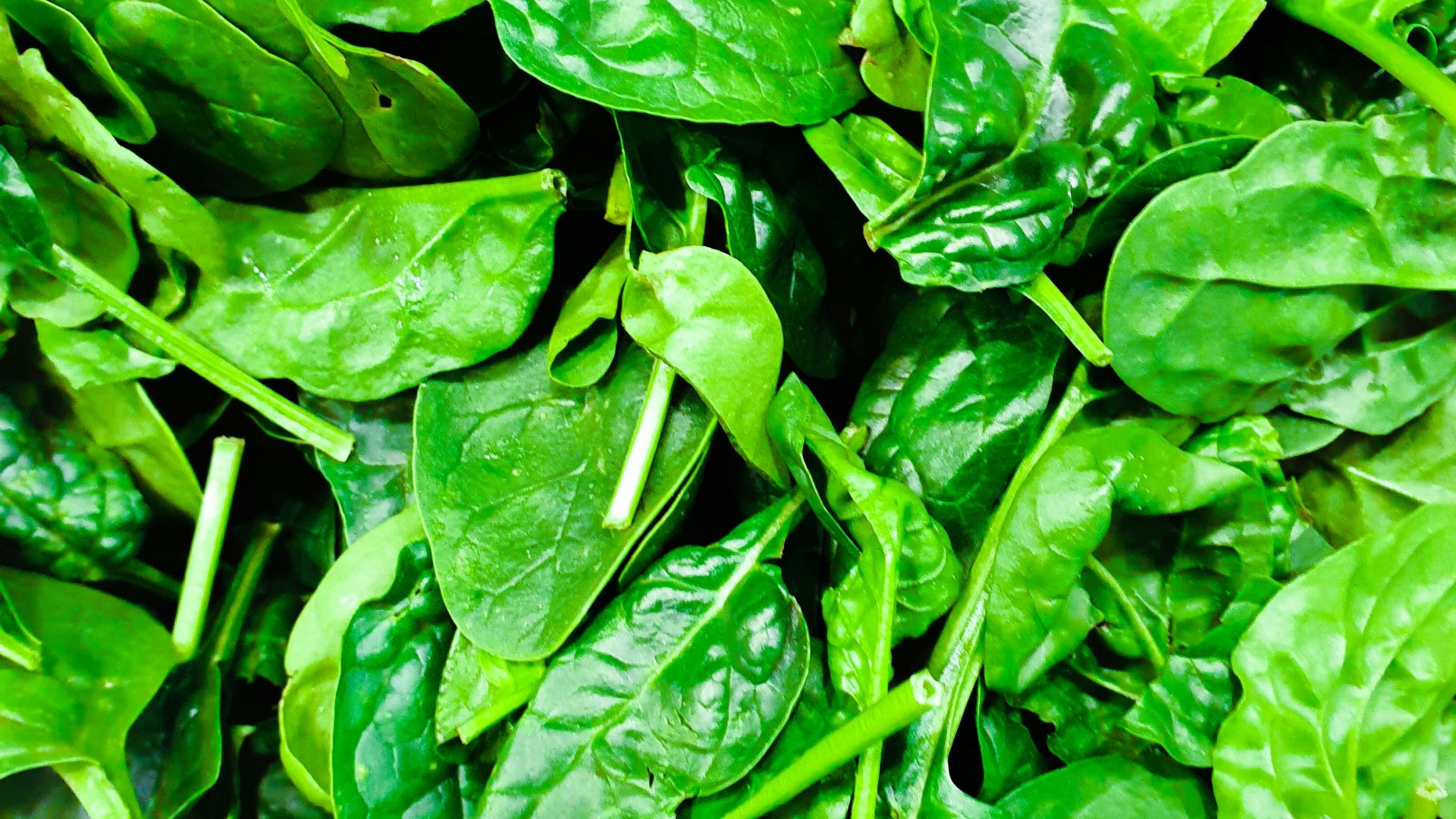 green leafed plant