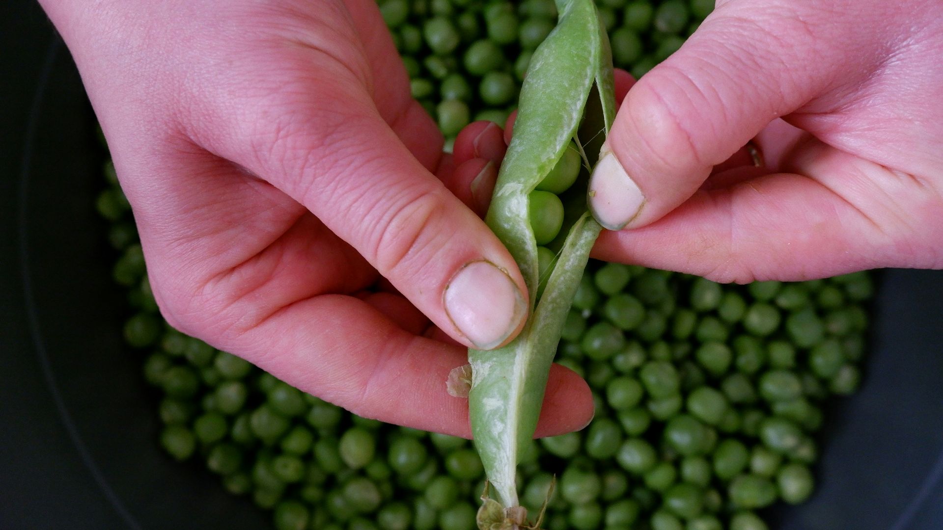 a person holding a green snake