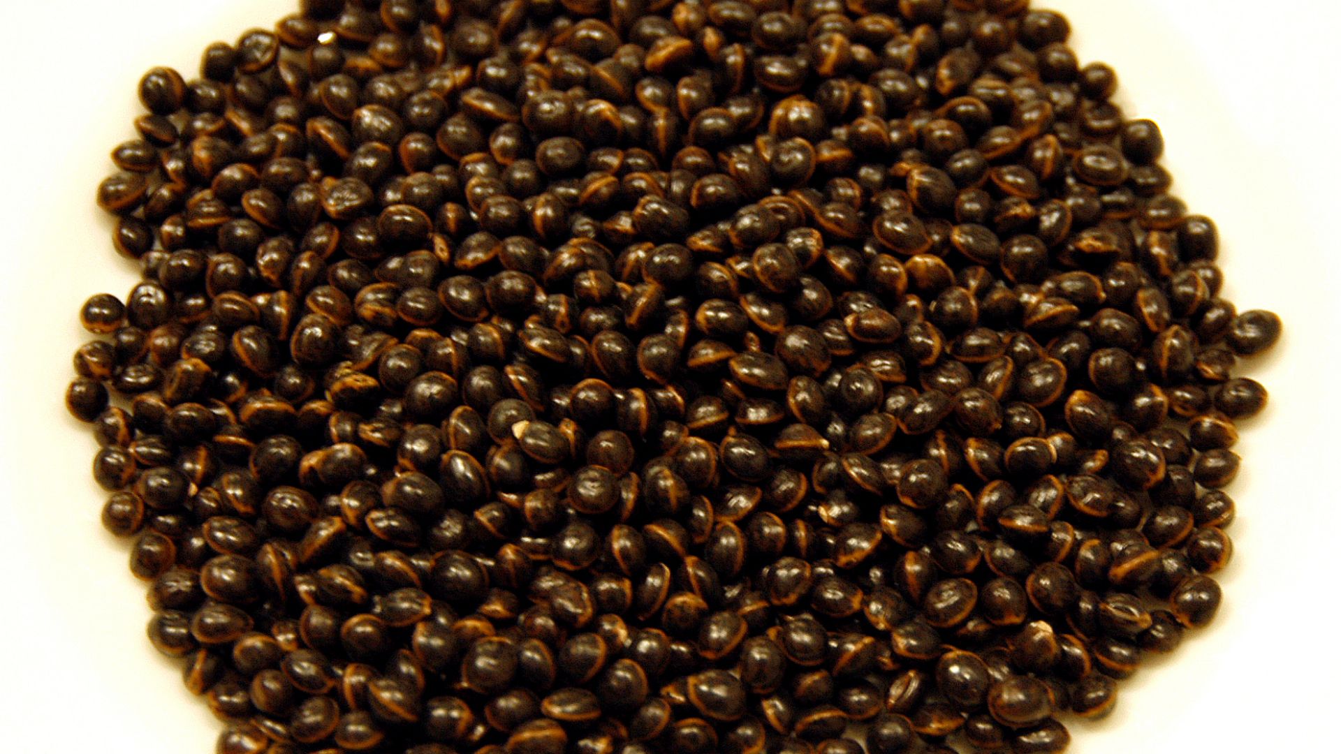 File:CSIRO ScienceImage 4021 Seeds of the Elegant Wattle Acacia victoriae.jpg