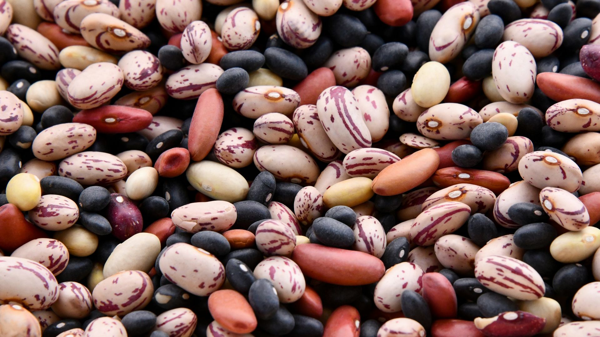 assorted-colored bean lot