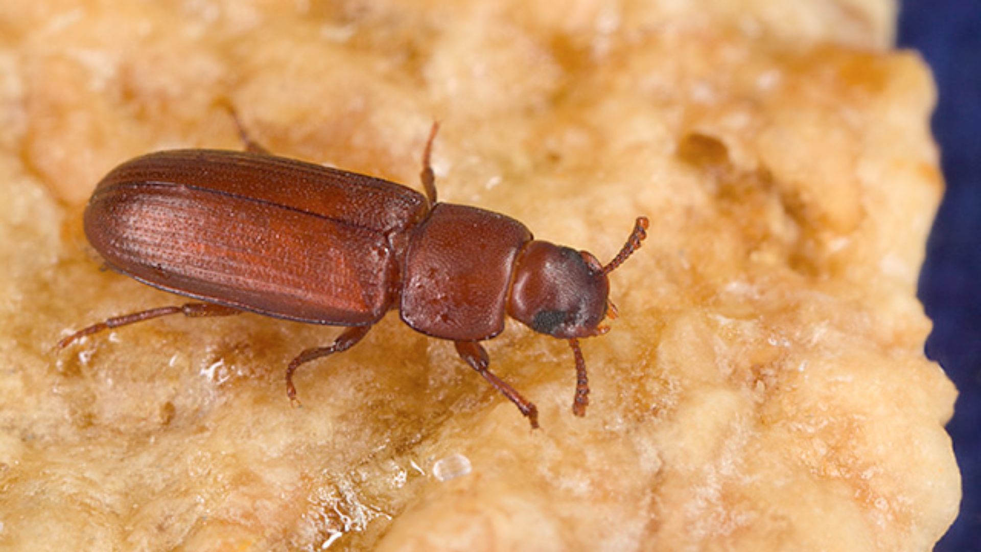 File:Tribolium castaneum.jpg