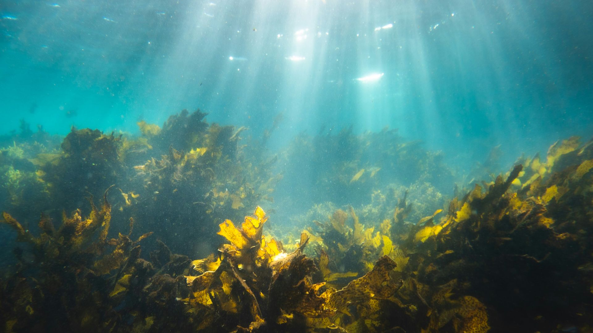 brown coral reef under blue sky