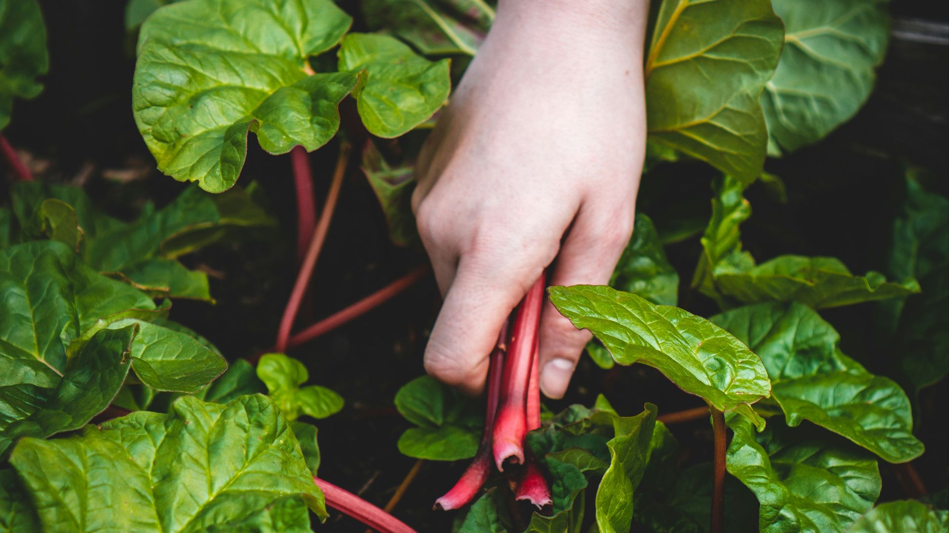 person holding red chili plant