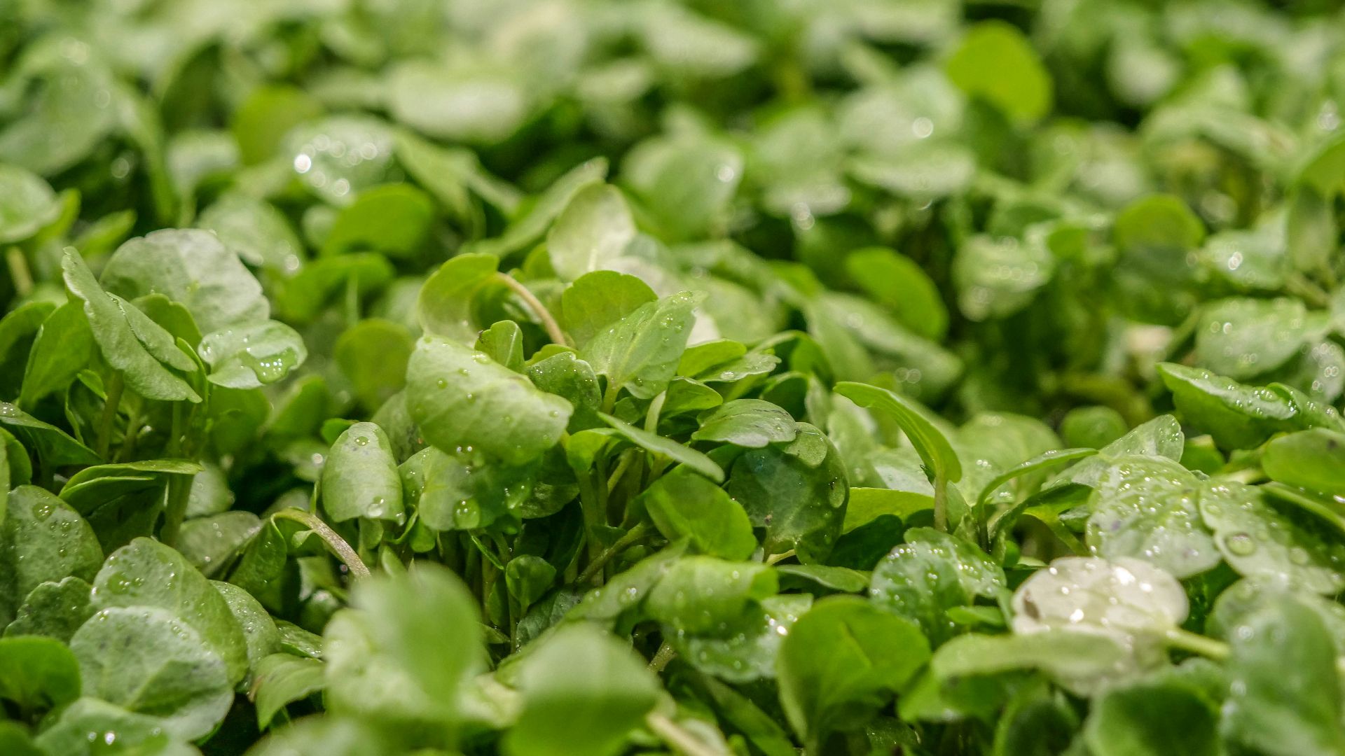 a close up of some leaves
