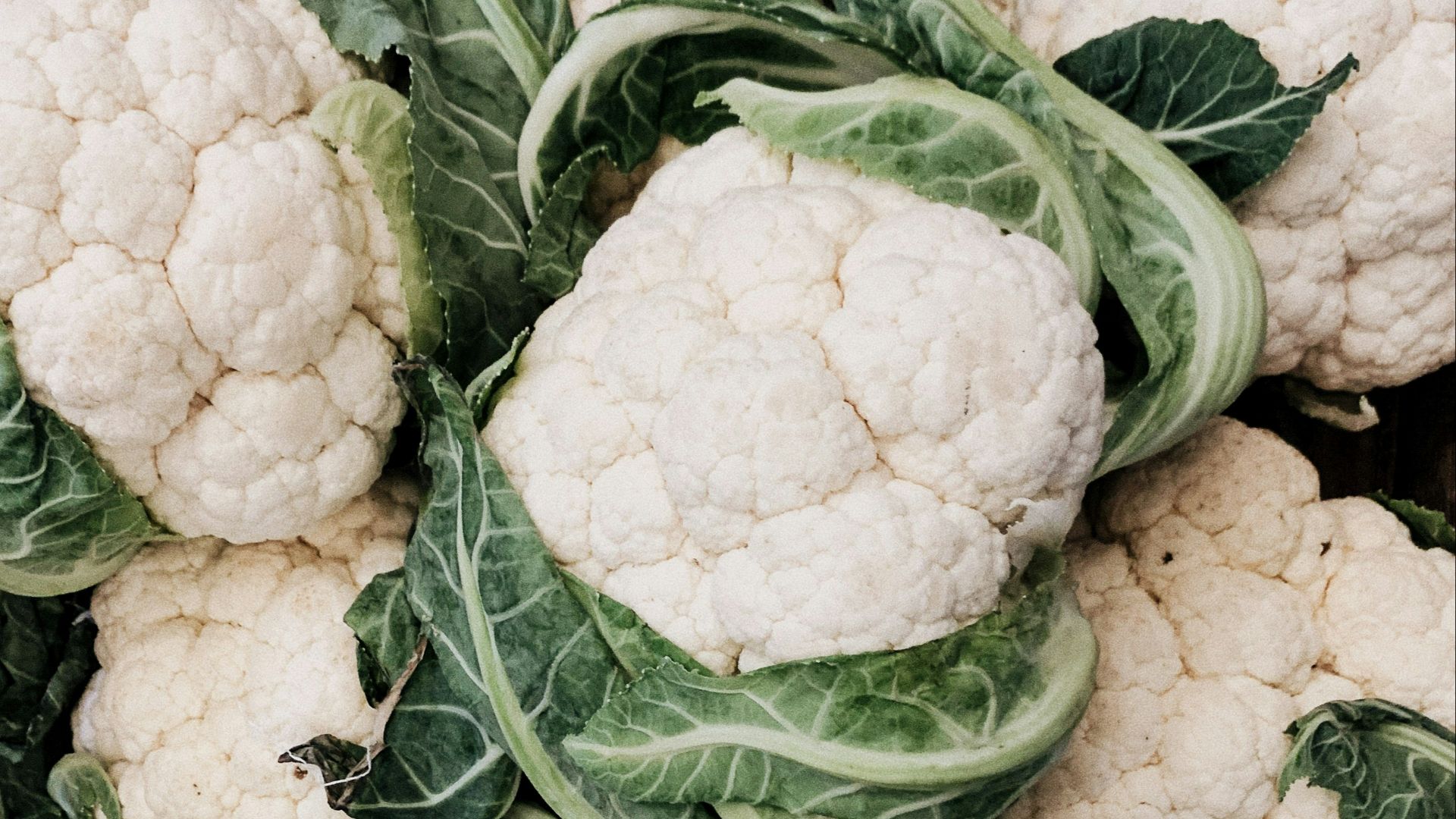 cauliflower lot