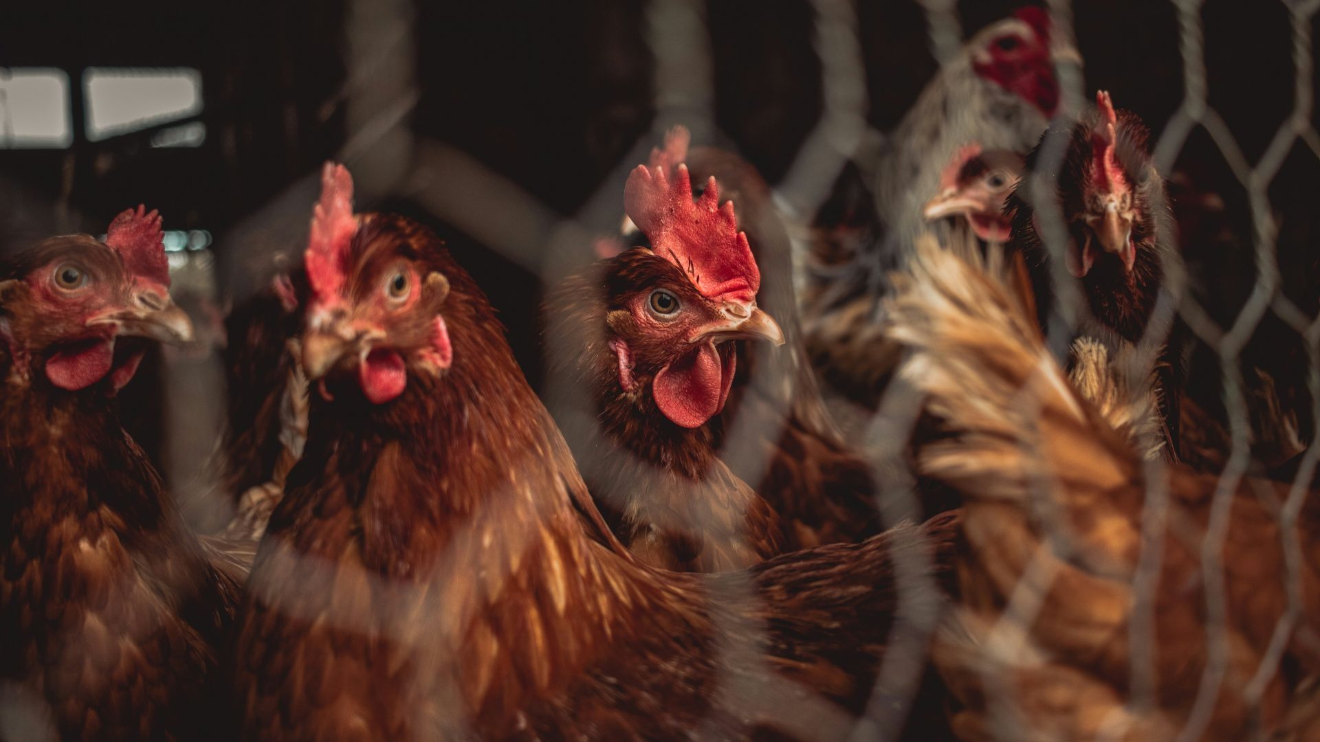brown and red rooster in cage