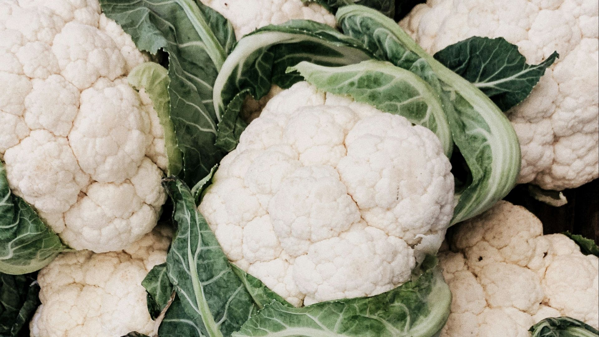 cauliflower lot