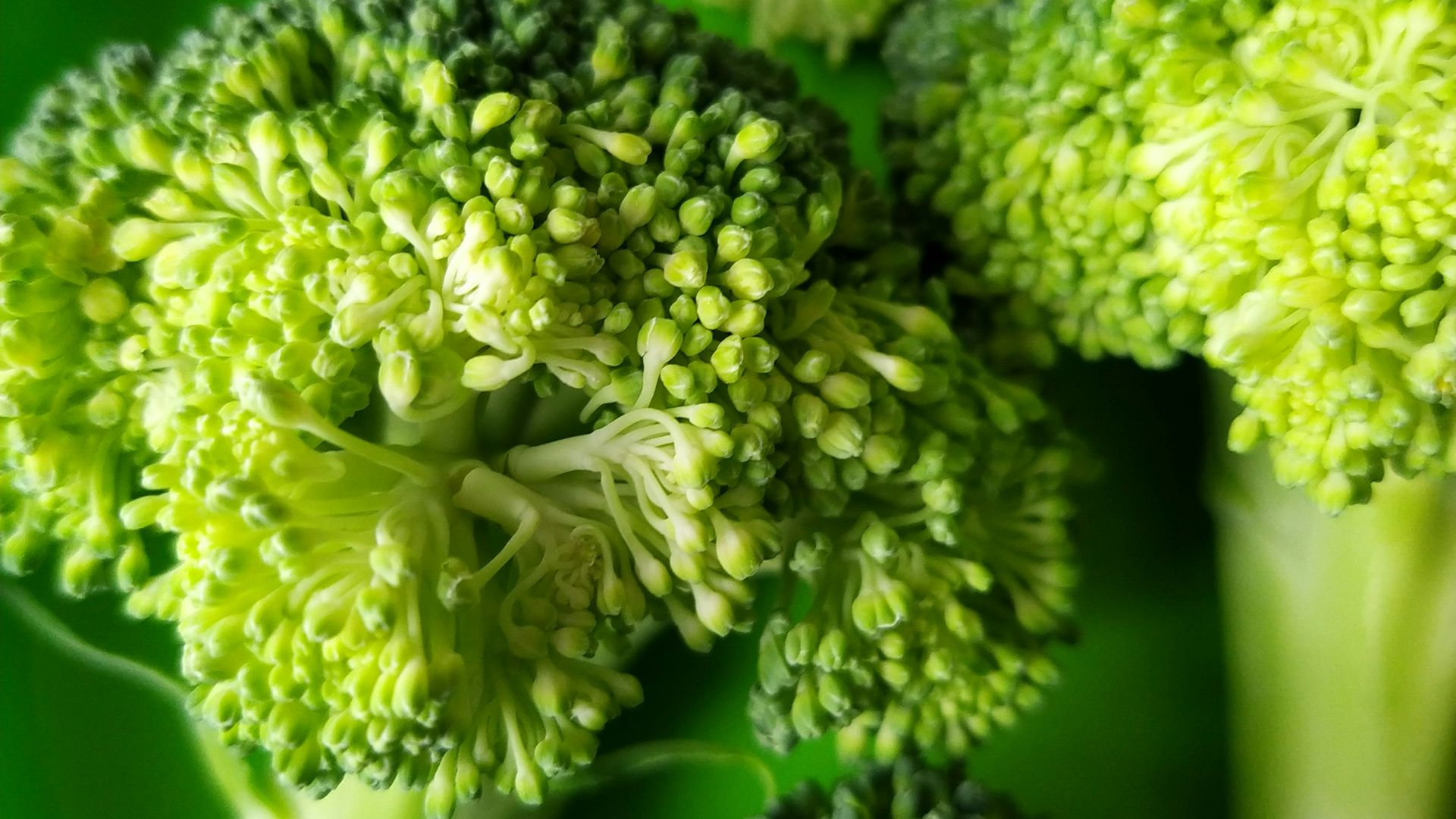 green and white flower bouquet
