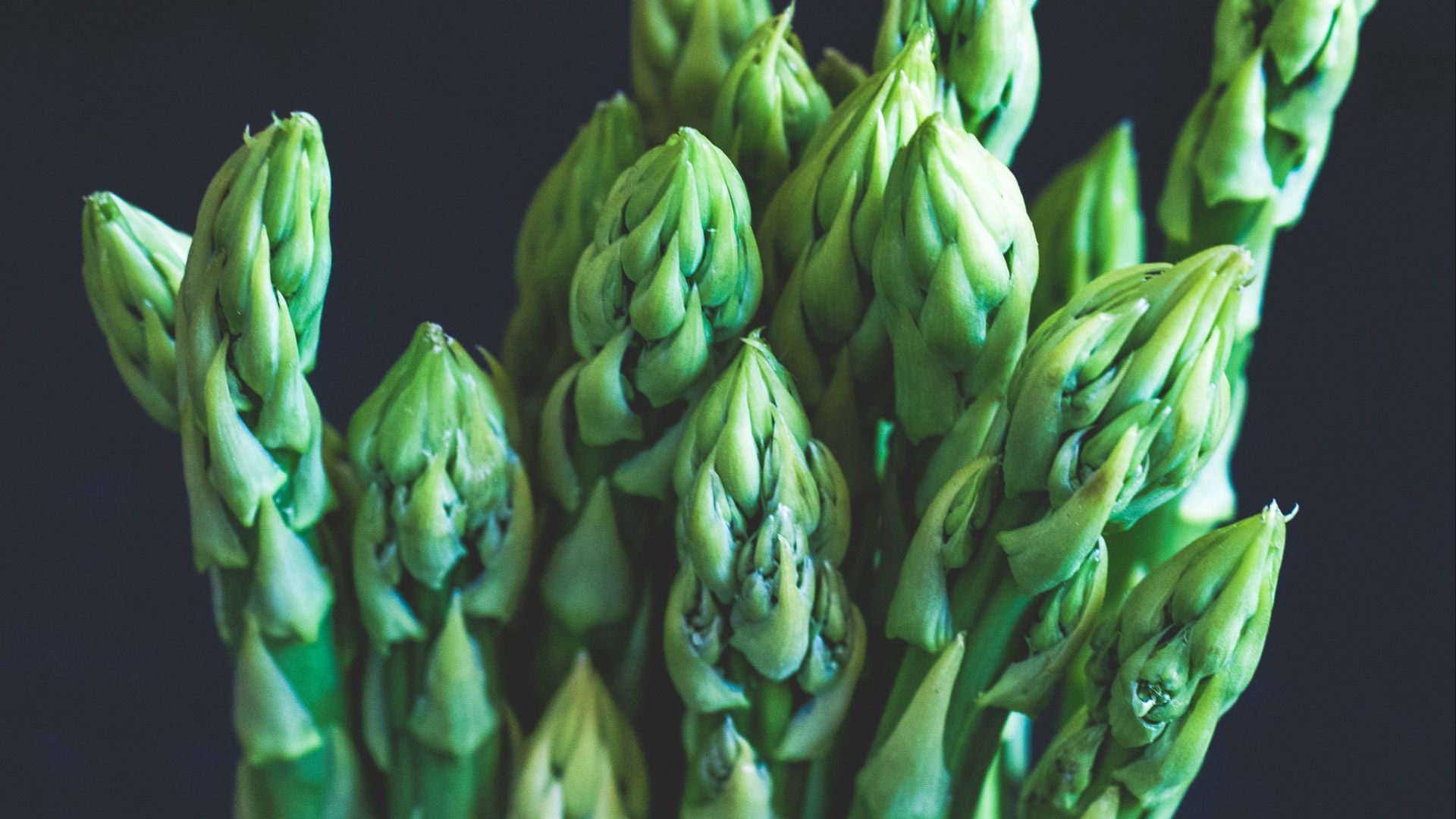 purple flowers with green leaves