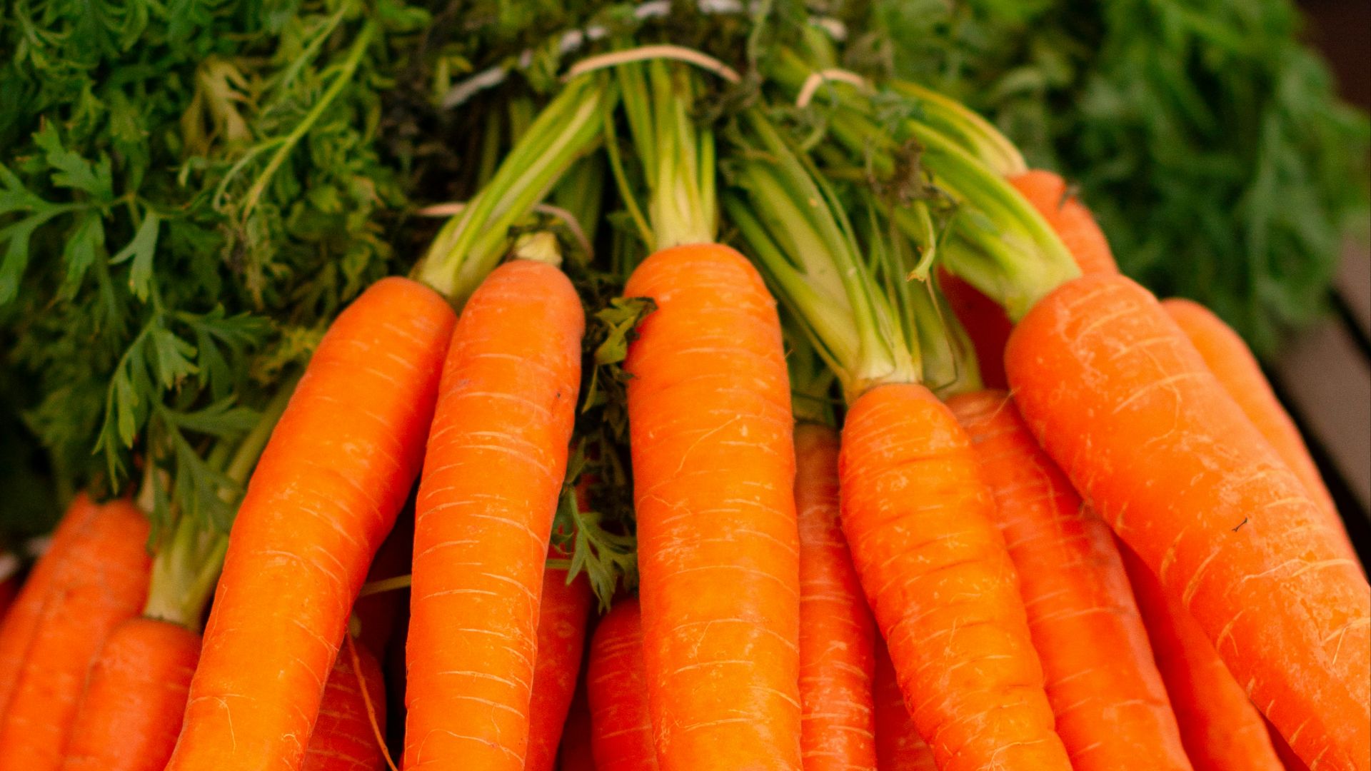 orange carrots on green grass