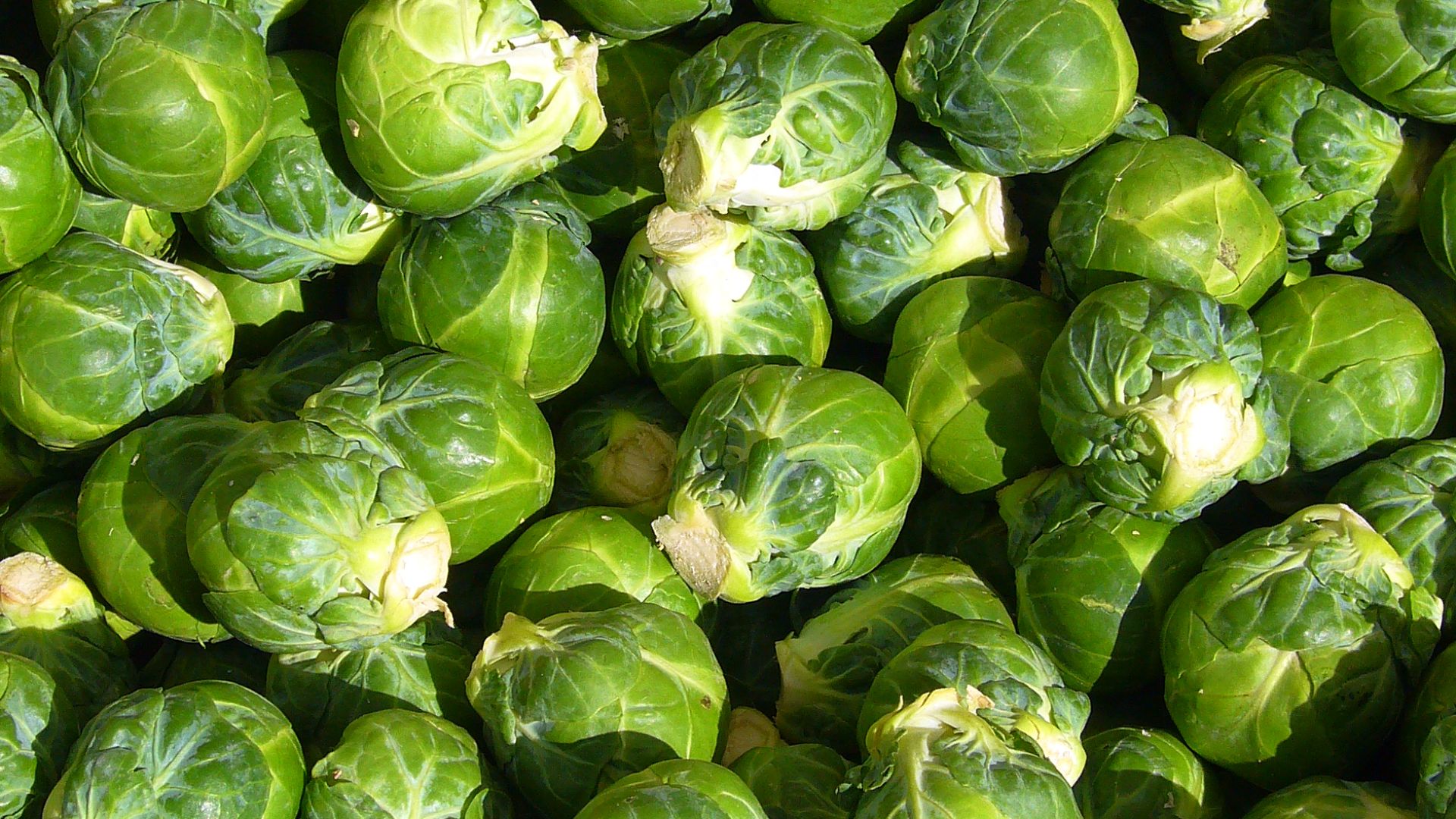 File:Brussels sprout closeup.jpg