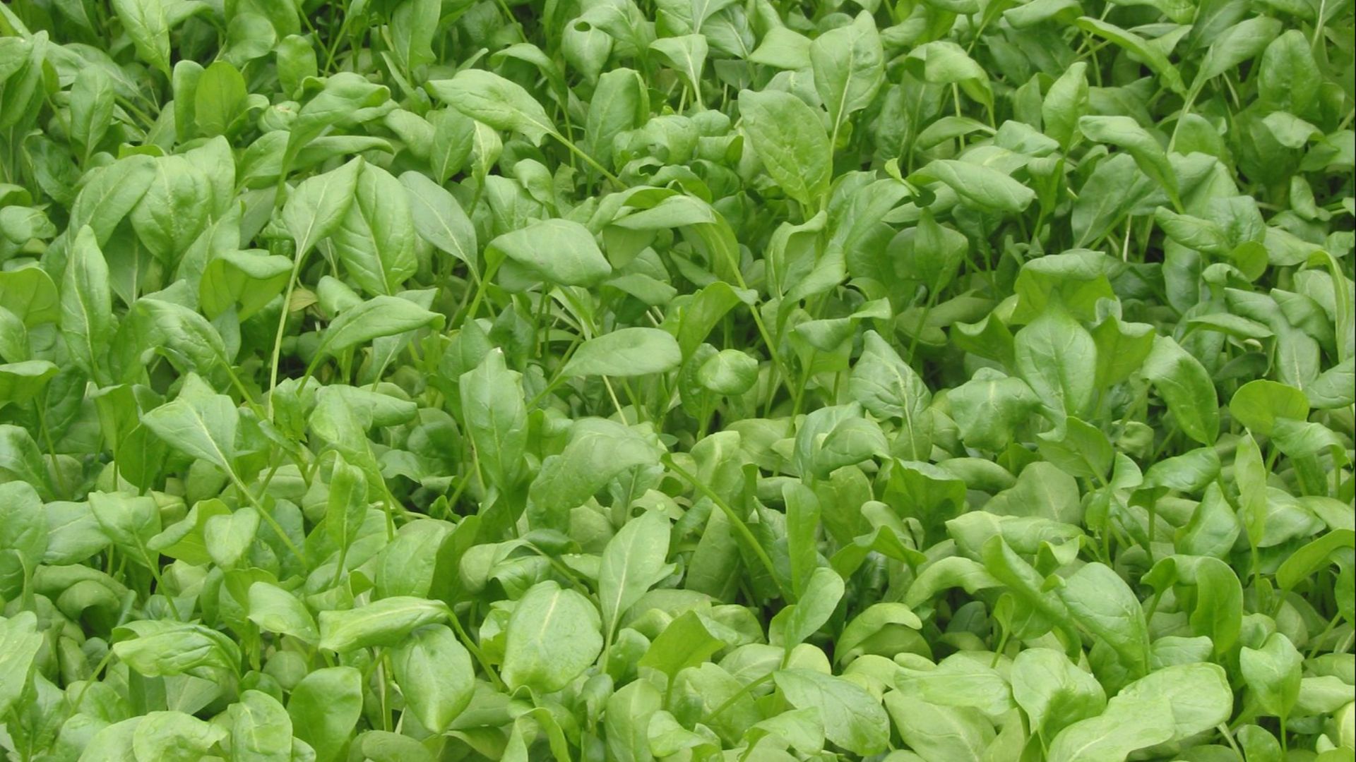 File:Spinacia oleracea Breedblad scherpzaad.jpg