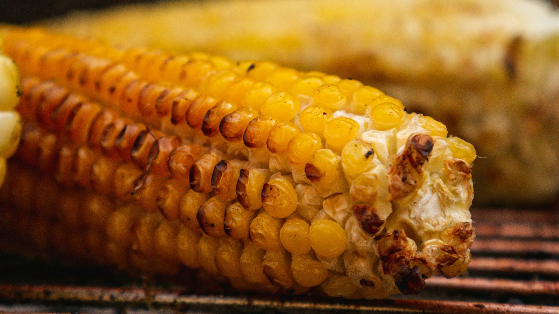 yellow corn on stainless steel tray