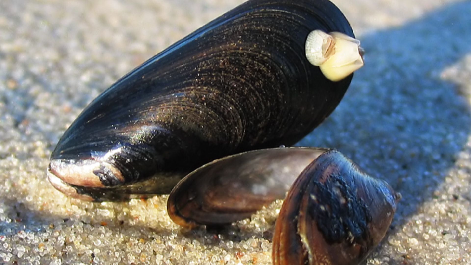 File:Miesmuscheln Mytilus 1.jpg