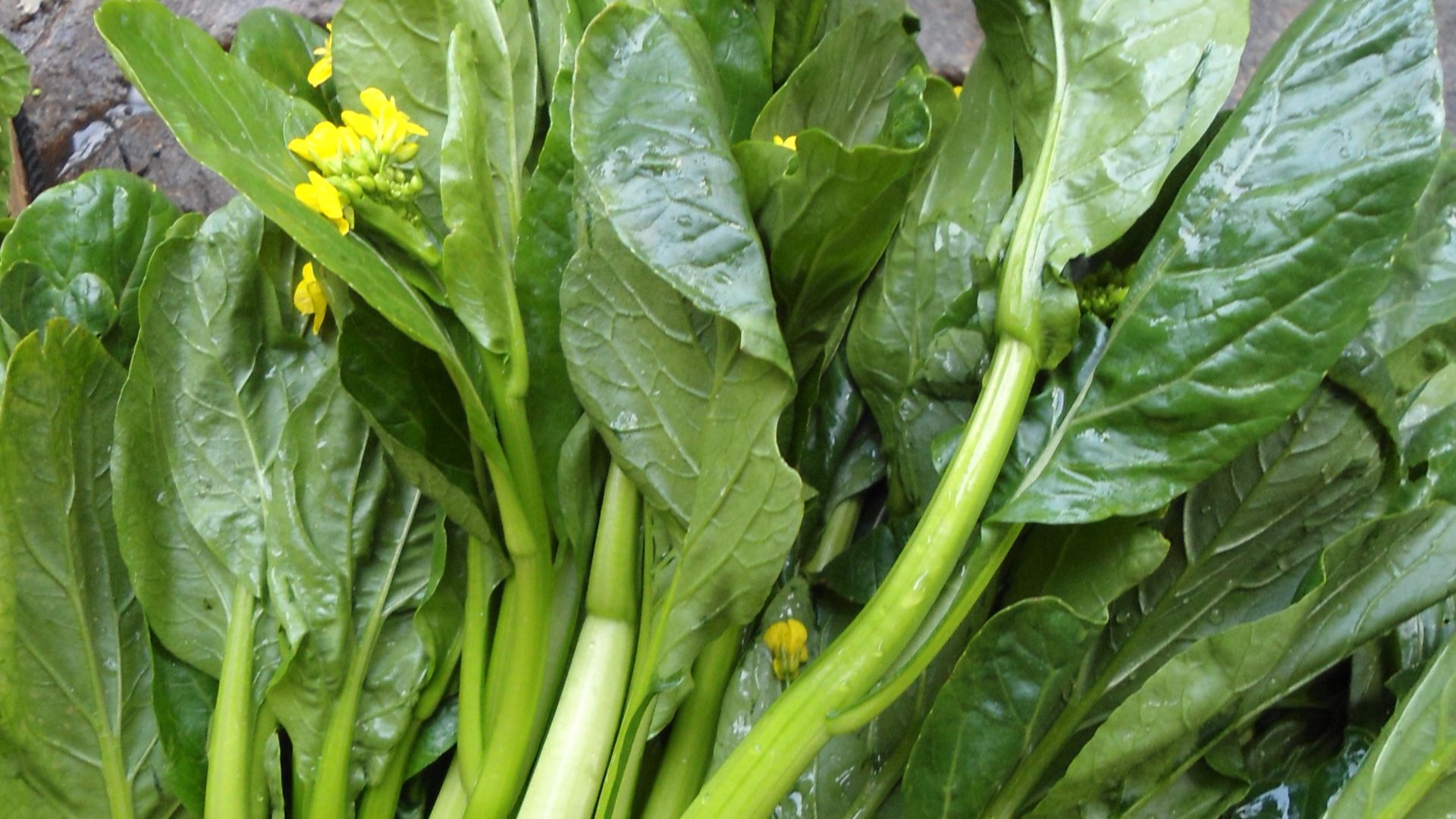 File:Chinese vegetable 027.jpg