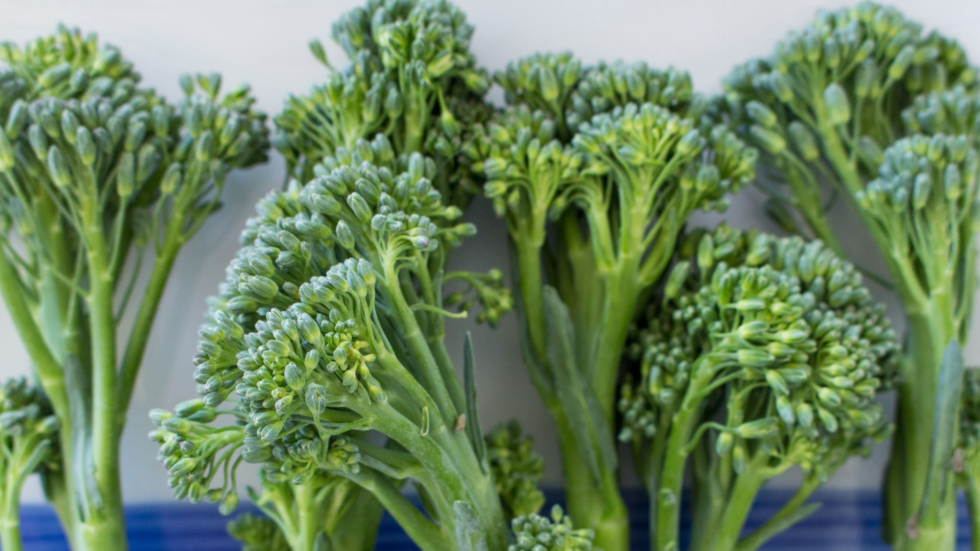 File:Broccolini (43827374891).jpg