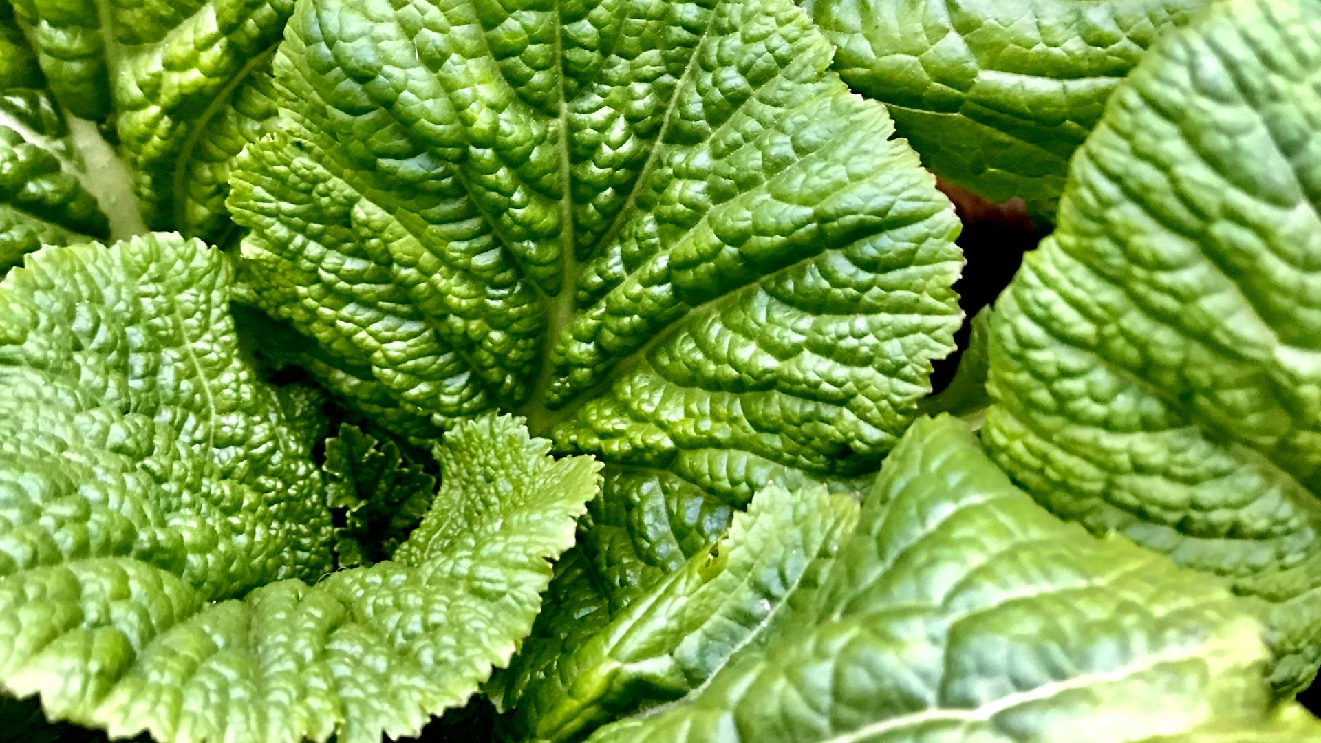 a close up of a green leafy plant