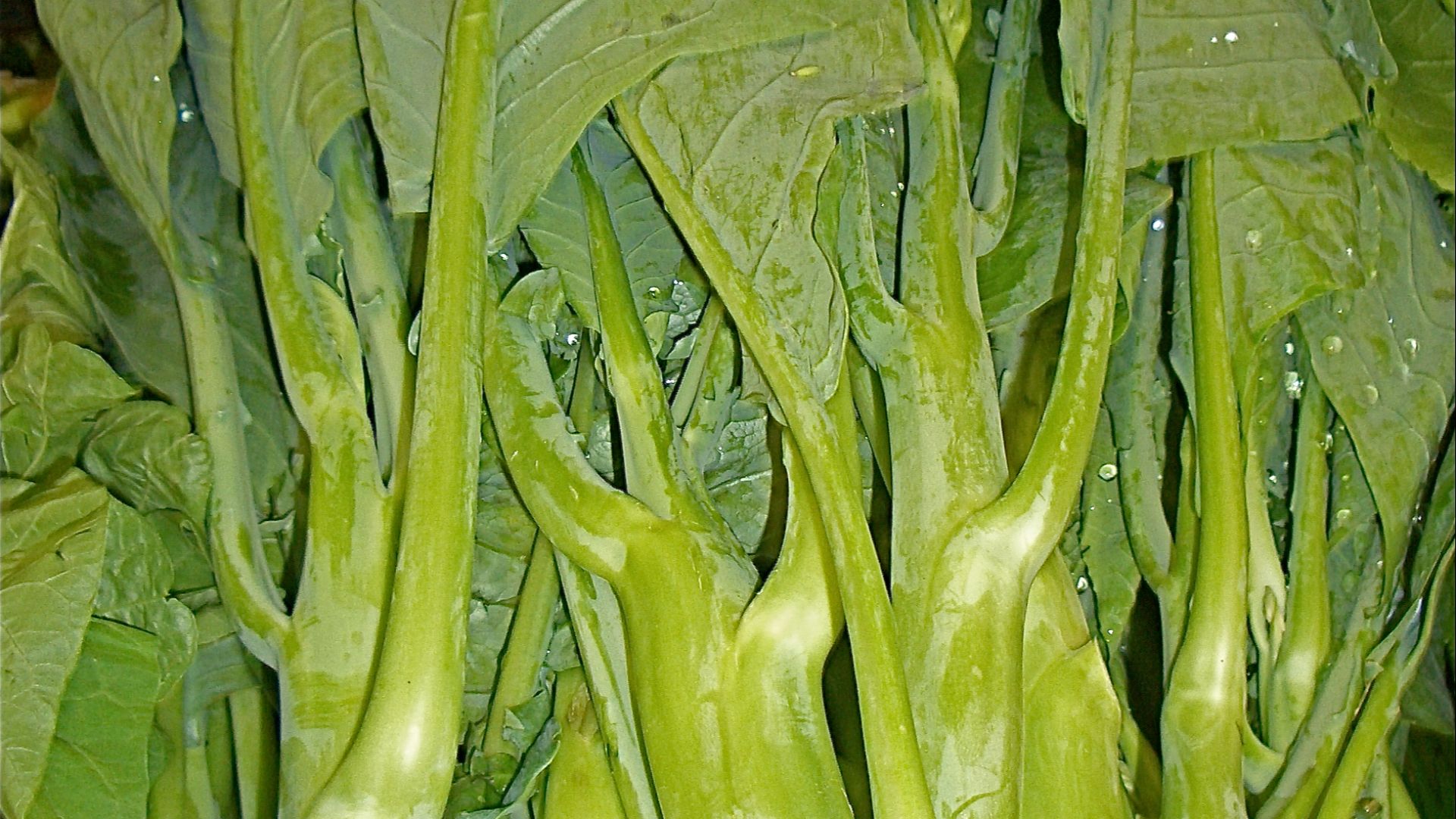 File:95 - CIMG2751.jpg