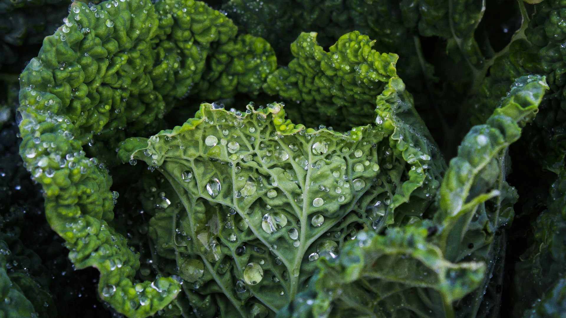 green leaf plant in close up photography