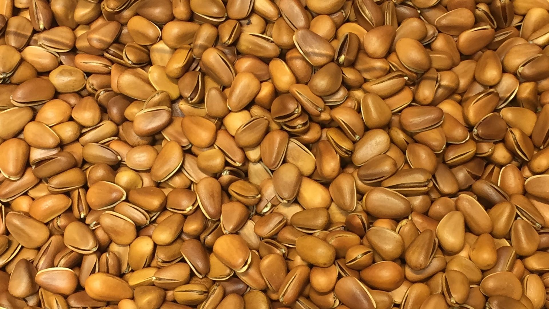 File:Crispy roasted pine nuts.jpg