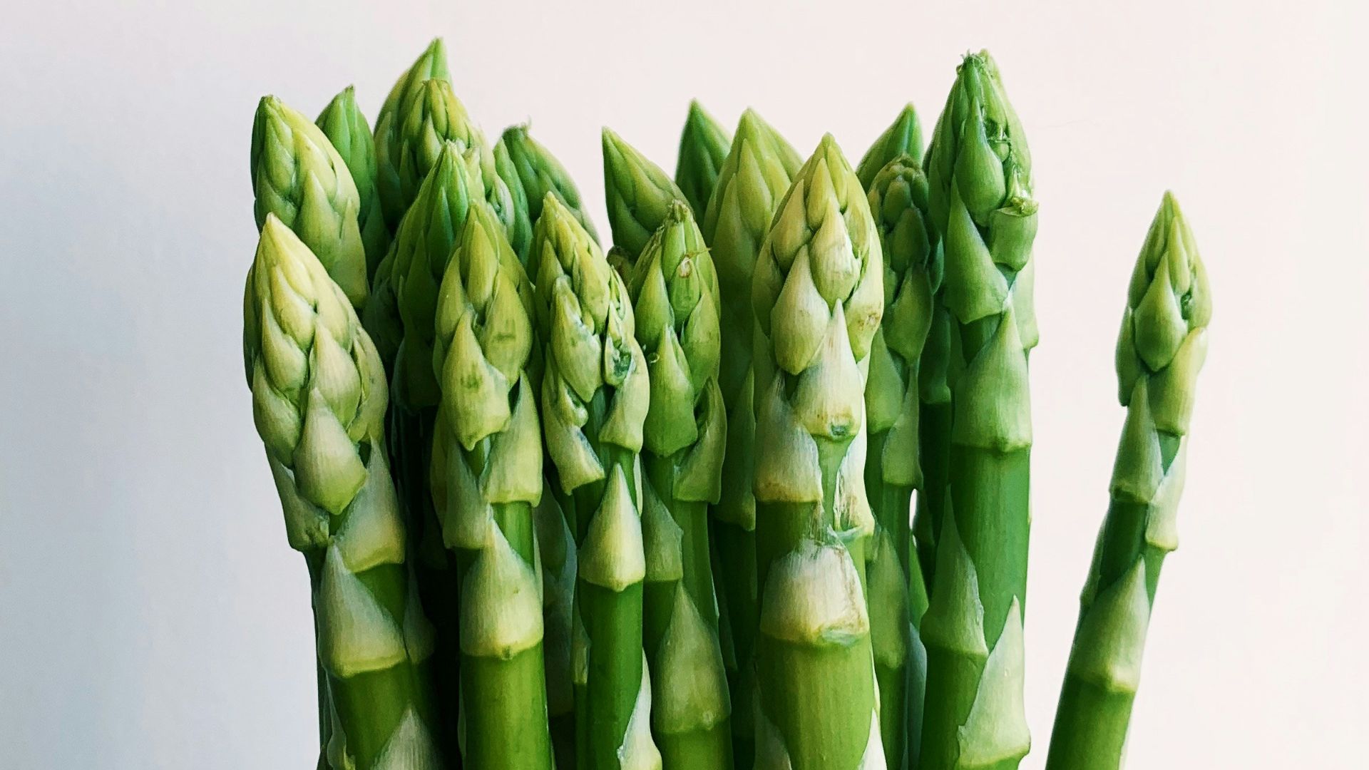 green plant on white background