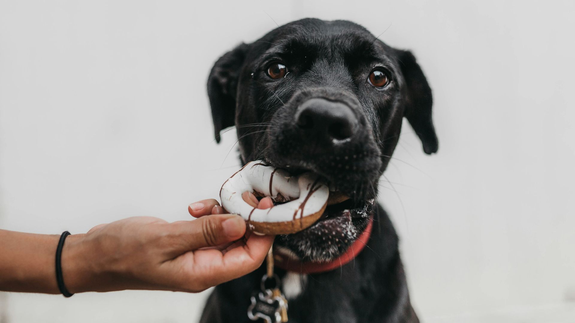 puppy biting brown toy while person grabbing it