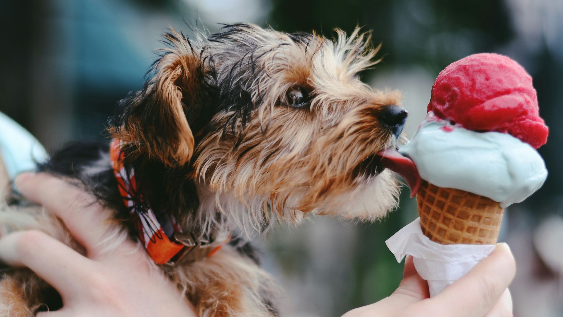 person holding brown and black airedale terrier puppy licking ice cream on cone