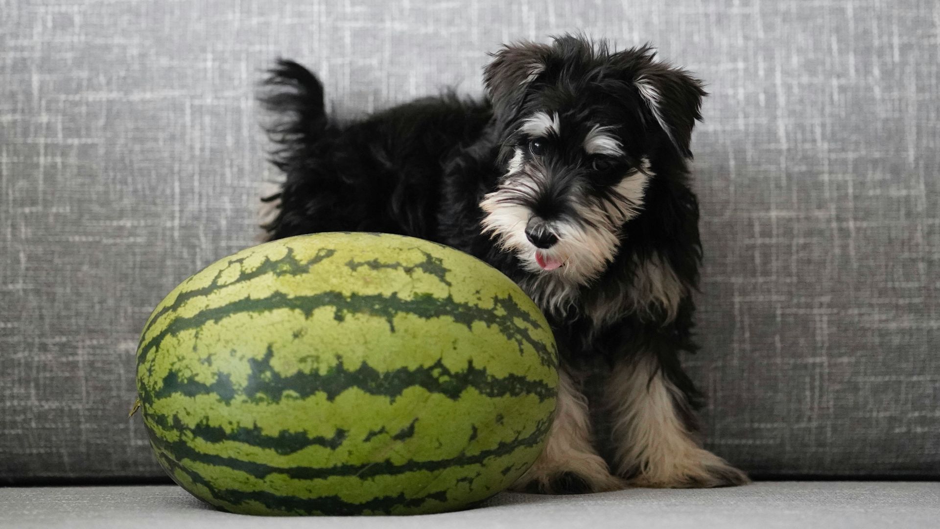 black and brown long coated small dog lying on green and yellow ball