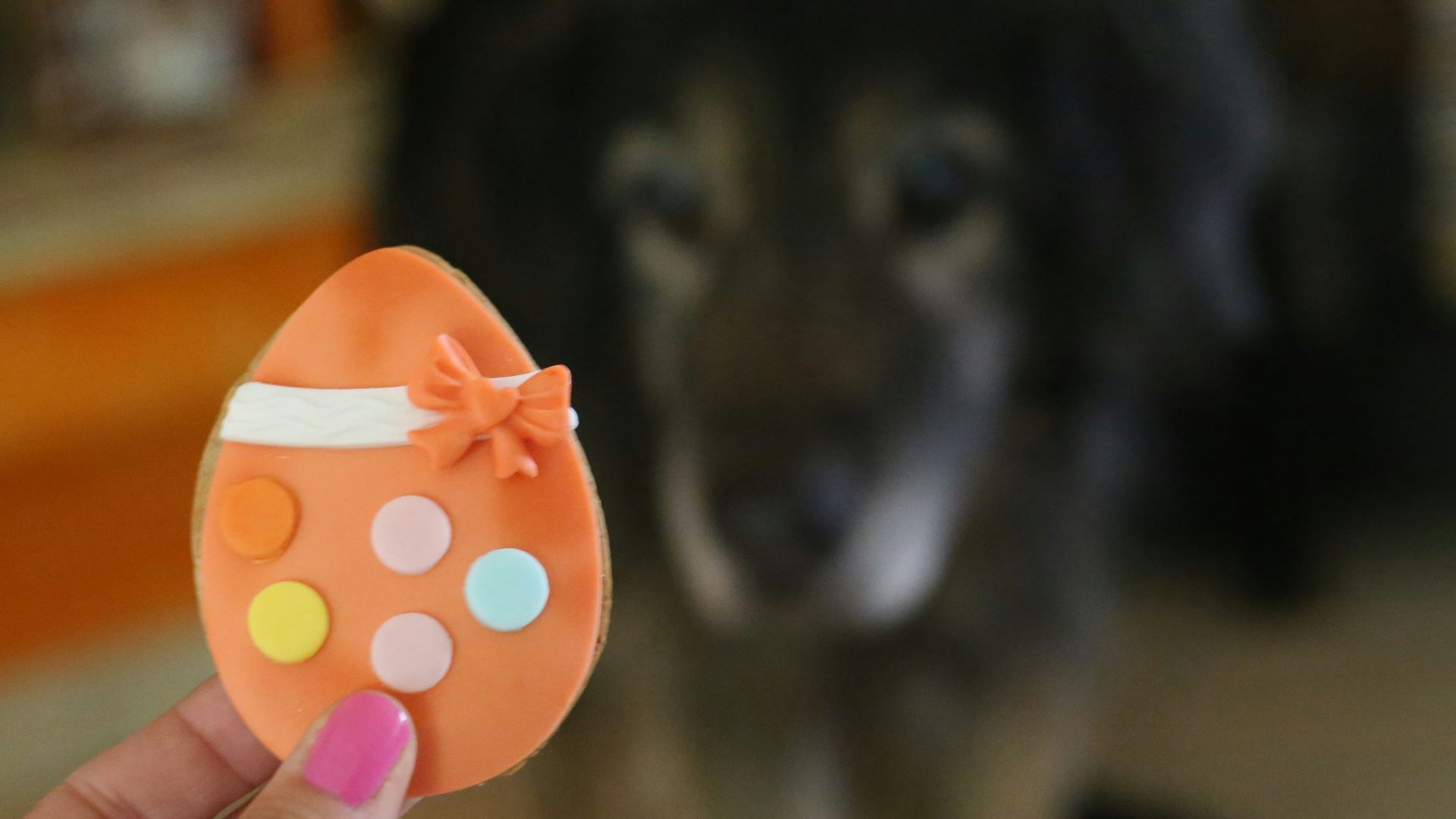 a person holding an orange object in front of a dog